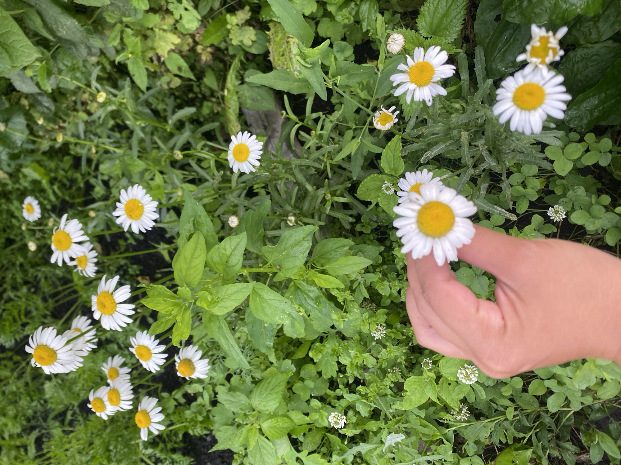 A close-up, overhead shot captures a cluster of white daisies with yellow centers, interspersed with green foliage and clover. A person's hand, with fair skin, is visible in the foreground, holding one of the daisies. The background consists of a garden setting with various plants and dark soil. The image appears to be taken in Maloarslangulovo, Russia, as indicated by the presence of common wildflowers and cultivated plants typical of the region's gardens.