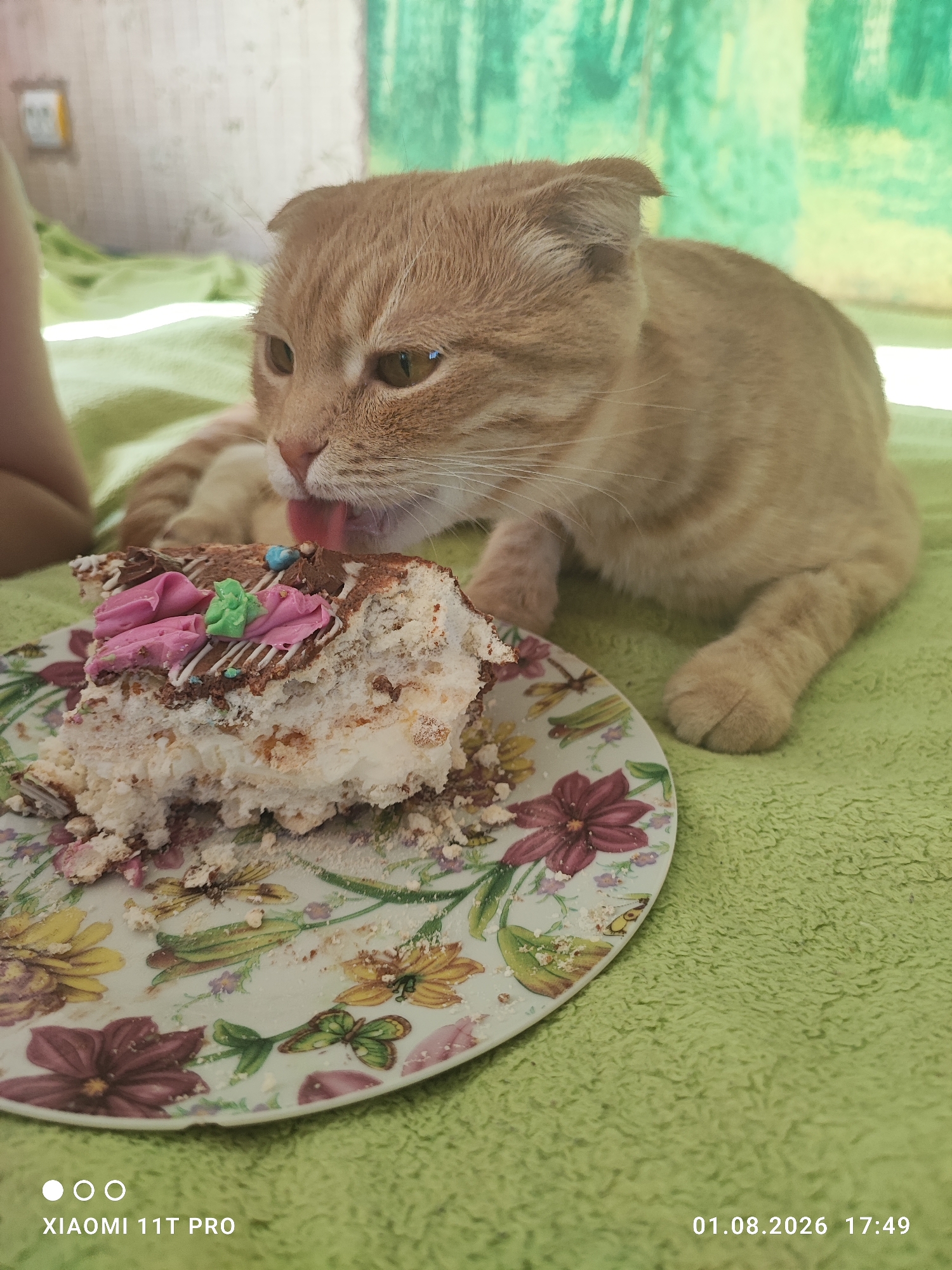 An orange tabby cat with folded ears is licking a piece of cake on a floral patterned plate. The cake is topped with pink and green frosting and chocolate drizzle. The cat is lying on a green textured surface, possibly a towel or blanket. In the background, there is a blurred green and white striped curtain. A portion of a person's leg is visible on the left side of the image. The scene appears to be indoors, given the curtain, and the presence of a person. The timestamp on the image indicates it was taken on August 1, 2026, at 17:49. The location information provided mentions Chekhivka, Ukraine.