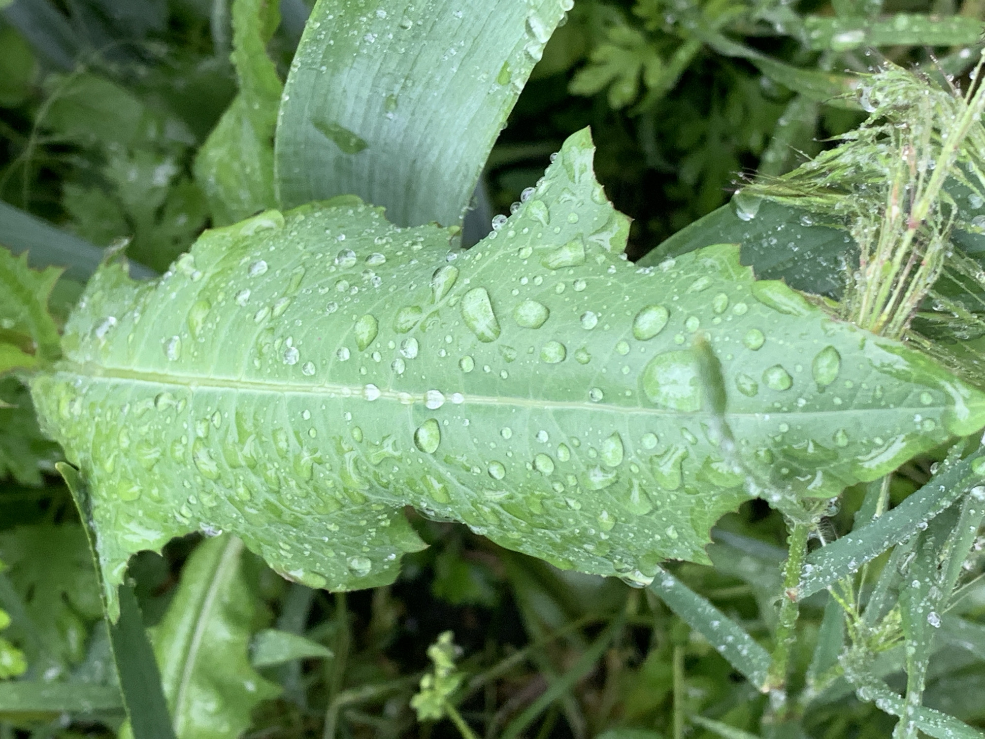 A close-up photograph shows a green leaf, possibly a dandelion or dock leaf, covered with numerous water droplets. The leaf is positioned in the foreground and occupies a significant portion of the frame. The background consists of various green foliage, including blades of grass and other plants, also adorned with water droplets. The lighting suggests an overcast or slightly shaded environment, contributing to a uniform illumination across the scene. The photograph appears to have been taken in Stavropol, Russia based on the provided information.