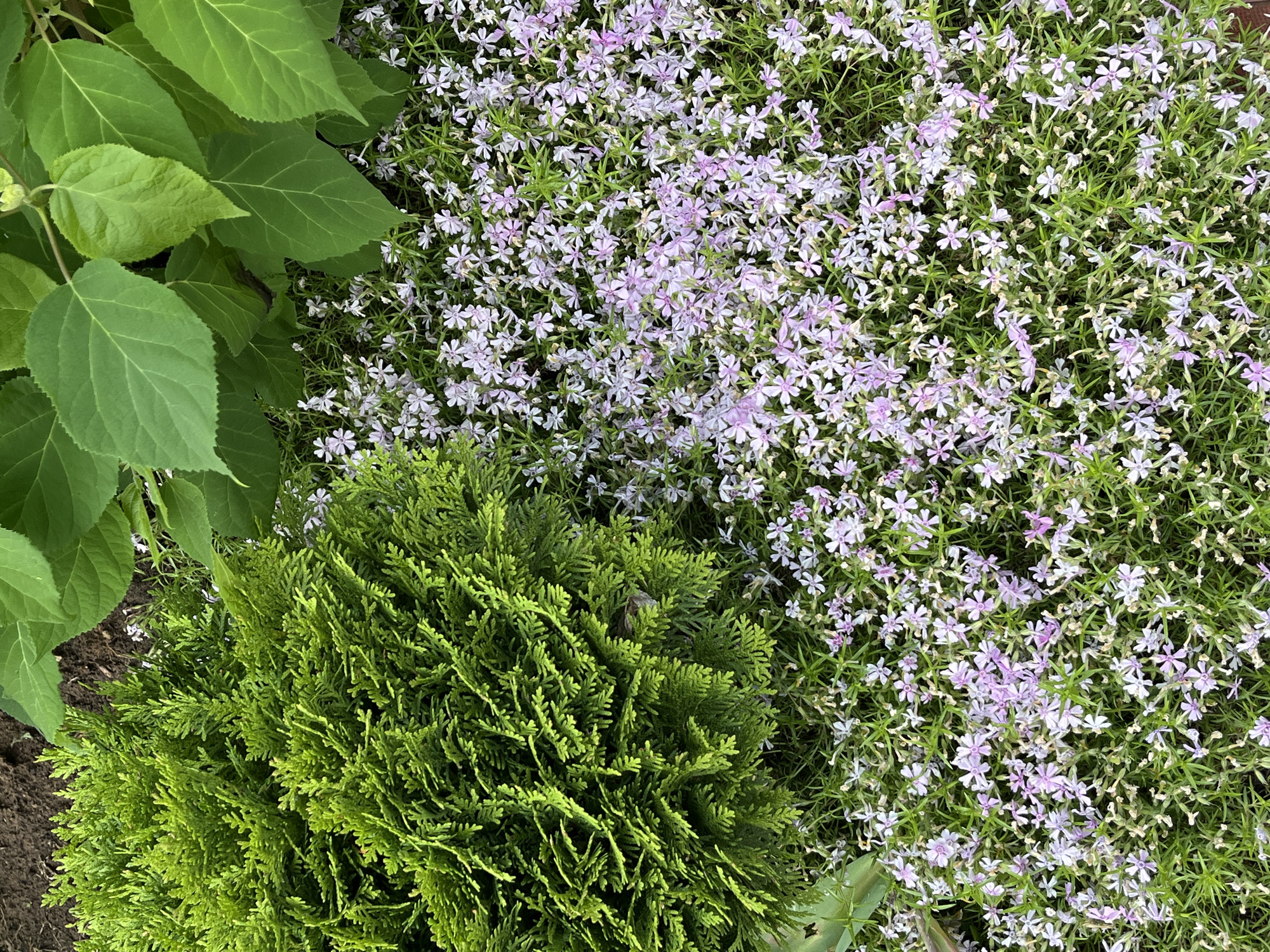 The image shows a garden setting. A ground cover of small purple and white flowers dominates the central and right portion of the frame. To the left, there's a bush with large, smooth green leaves and a smaller, round conifer bush with dense, scale-like needles. The ground is visible as dark soil in a small area adjacent to the green leaves. The image doesn't contain any elements suggesting a location within Chaikovsky, Russia, and there is nothing present to indicate any people, actions or interactions.