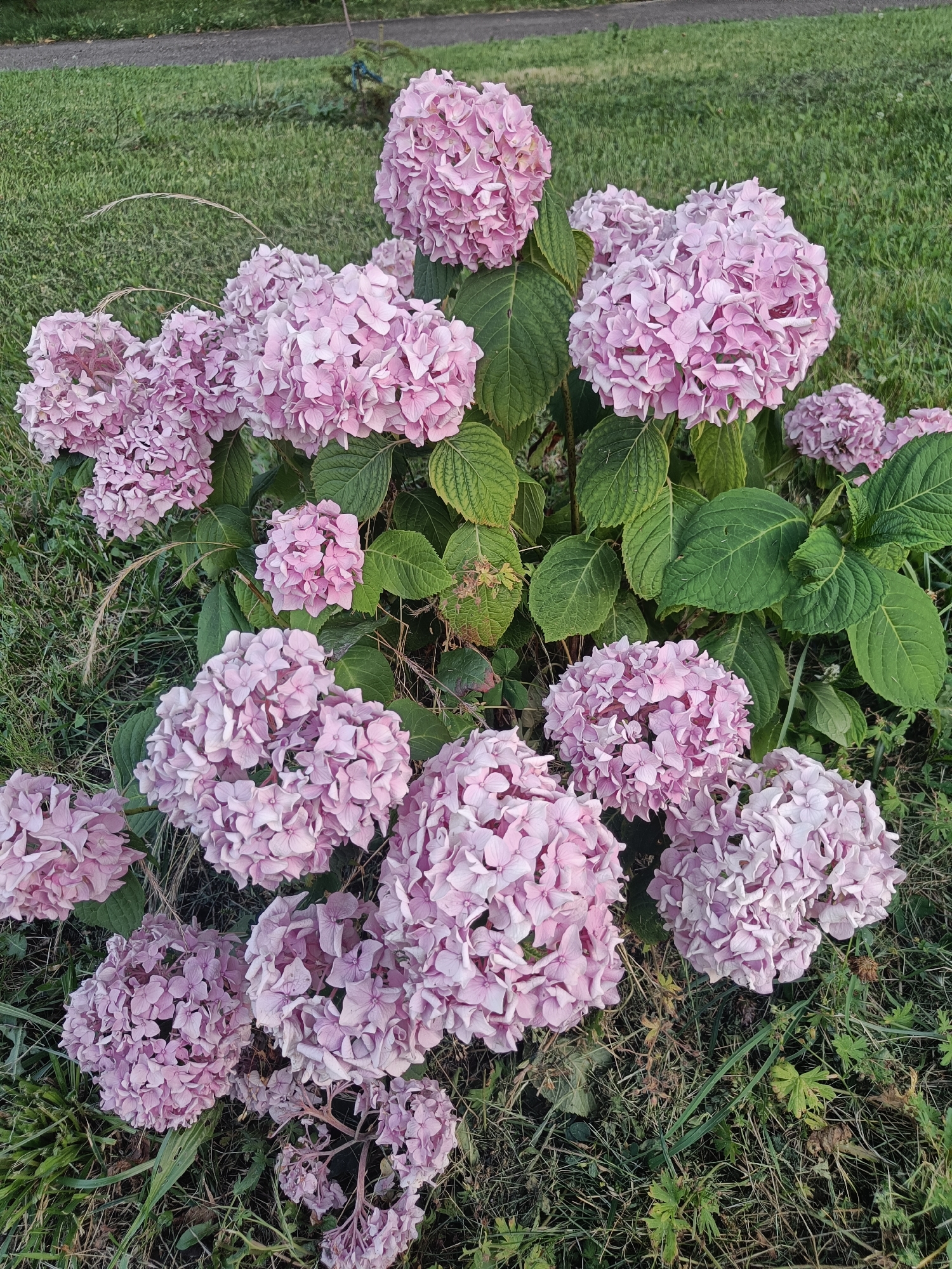 This is a high-angle, close-up, eye-level shot of a large hydrangea bush in bloom. The bush is situated in a grassy area, with a paved path visible in the background. The hydrangeas are a vibrant pink and are clustered in large, rounded flower heads. The leaves of the bush are a deep green. The lighting suggests it is daytime, likely late afternoon or early evening given the warm tones. The setting appears to be a garden or park in Krasnodar, Russia. There are no people or animals visible, and no text is present. The focus is entirely on the blooming hydrangeas, creating a serene and natural scene.