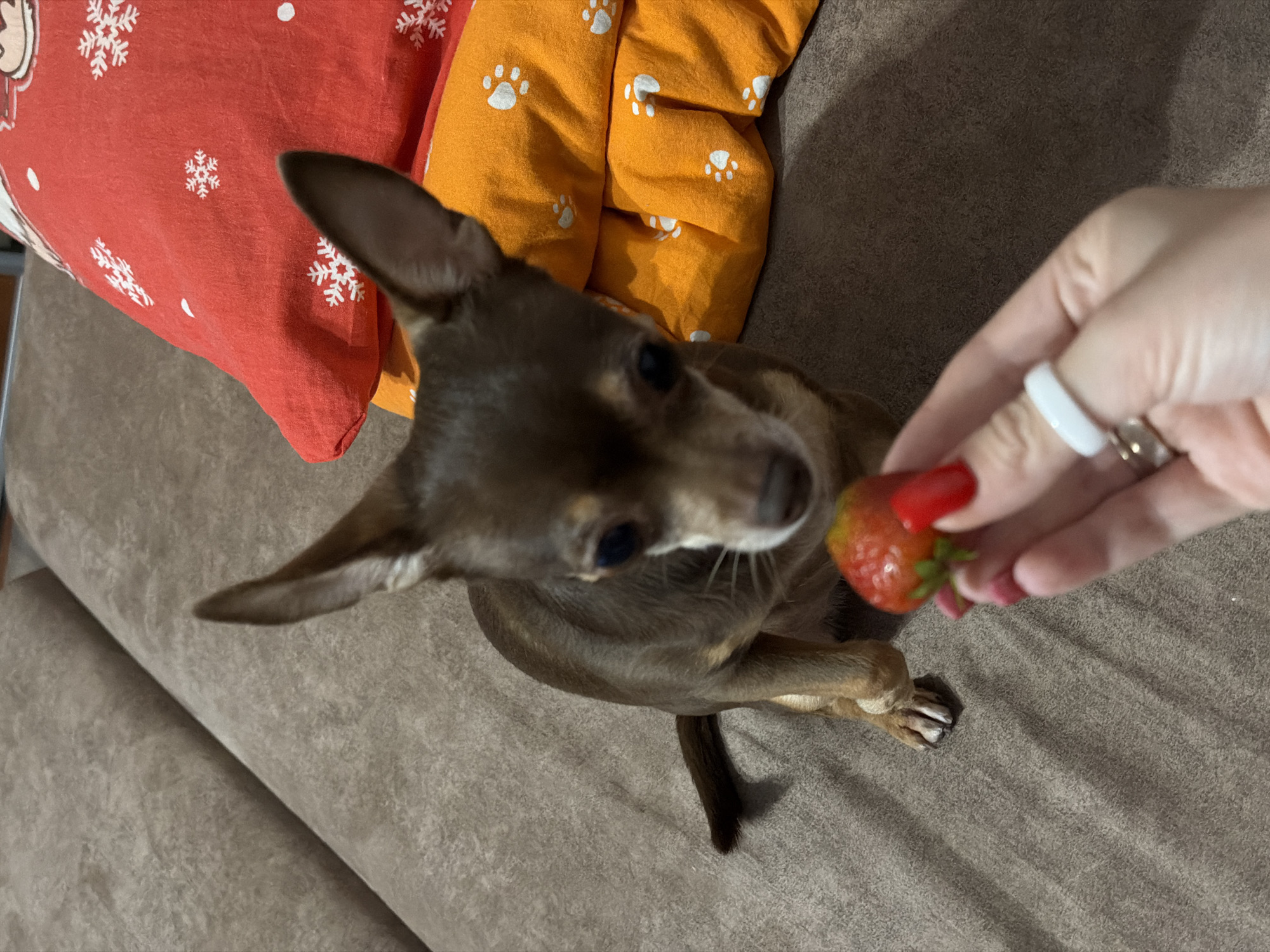 A chihuahua dog is seated on a brown couch, looking towards a strawberry held in a person's hand. The strawberry is partially eaten. The couch is textured and appears to be in a living room. There are two pillows behind the dog, one red with white snowflakes and one orange with white paw prints. The person's hand has red nail polish and is wearing a white ring and a gold ring. The dog has large ears, dark eyes, and a brown coat. The image is taken from a slightly high angle, focusing on the dog and the strawberry.
