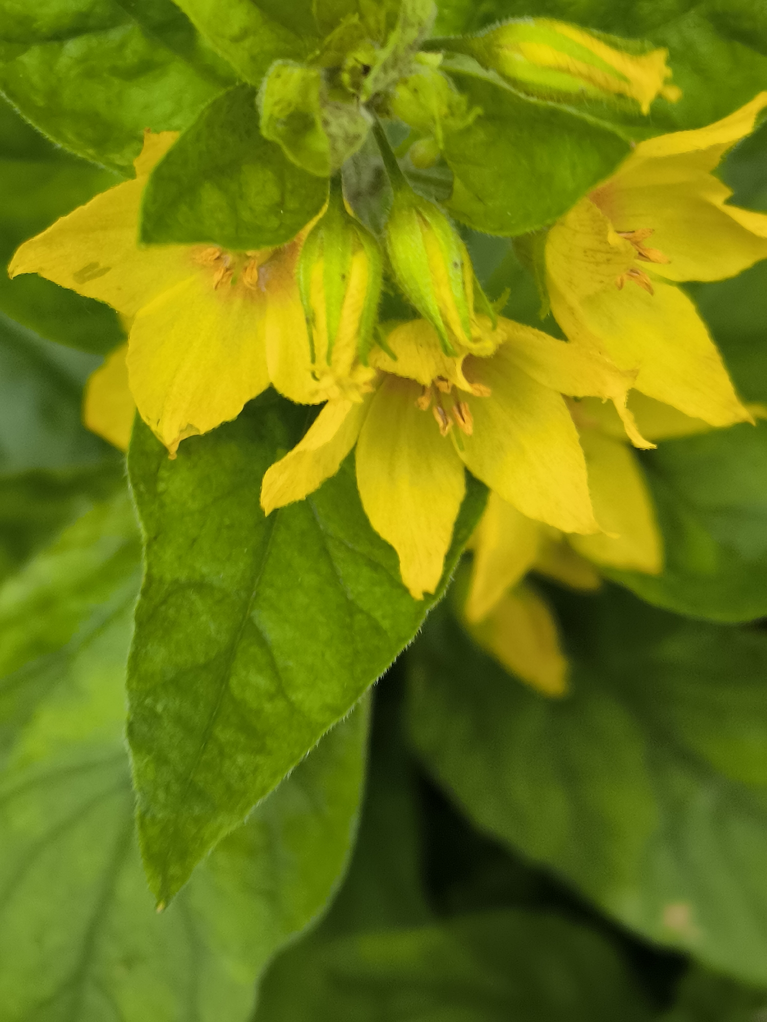 The image shows a close-up, shallow depth-of-field photograph of several yellow flowers and green leaves. The flowers are star-shaped with pointed petals and visible stamens. Some of the flowers are in full bloom, while others are still in bud. The leaves are broad and veined, providing a lush green background. The lighting suggests an outdoor setting, likely in natural daylight. There are no people or specific landmarks visible in the image. The photograph focuses solely on the botanical details of the plants. There is no information in the image to suggest it is located in Klaipėda, Lithuania.