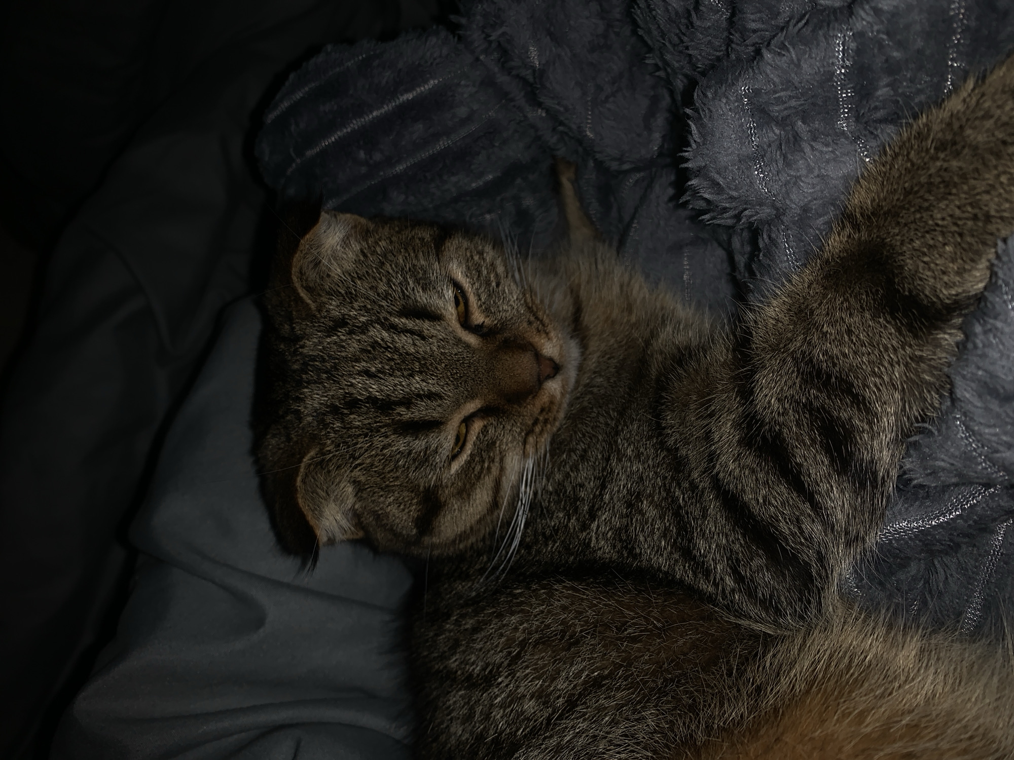 This is a close-up, low-light photograph of a tabby cat sleeping comfortably on soft, dark gray bedding. The cat is positioned on its side, with its head resting on its paws. Its eyes are partially closed, suggesting it is in a deep sleep or very relaxed. The cat's fur is a mix of brown, black, and tan stripes, typical of a tabby pattern. Its whiskers are long and white.
The bedding appears to be a plush blanket with a textured surface, possibly made of fleece or faux fur, and has subtle, reflective stripes woven into it. The lighting is dim, creating shadows and highlighting the textures of the cat's fur and the bedding. The overall mood of the image is peaceful and cozy. The time of day is likely nighttime or evening, given the low light conditions. There is no visible text in the image. The location context of Bol'shaya Ryazan', Russia, does not offer any specific visual cues within the image itself.
