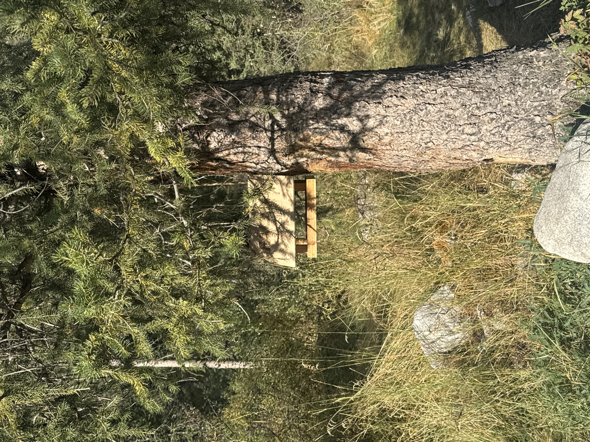 A wooden bird feeder hangs from a tree with dense green foliage in an outdoor, natural setting. The tree trunk is thick and textured with bark. Tall, dry grass surrounds the base of the tree and extends into the background, where more trees and bushes are visible. Sunlight casts dappled shadows on the tree trunk and the surrounding vegetation. Two large, grey rocks are partially visible in the tall grass. The scene appears to be located in a rural or wilderness area, possibly a forest or park.