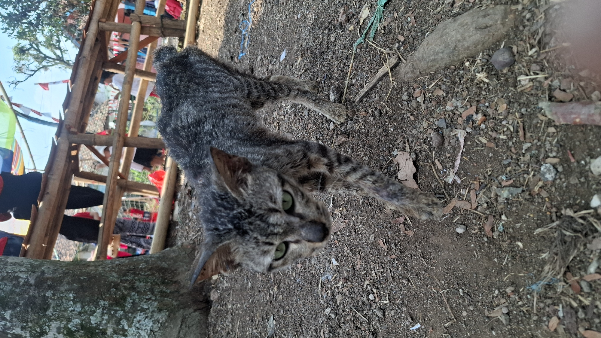 A thin, grey tabby cat with green eyes is walking on a dirt path littered with leaves and small stones. The cat is in the foreground, facing left and slightly towards the camera, with its head down. Its fur is short and appears somewhat matted. Behind the cat, a wooden structure with horizontal and diagonal supports is visible, with several people in the background, some wearing red shirts. Flags and banners are also present, suggesting an outdoor event. The environment appears to be a rural or semi-rural area, possibly in Cilaku, Indonesia, given the context. The lighting suggests it is daytime.