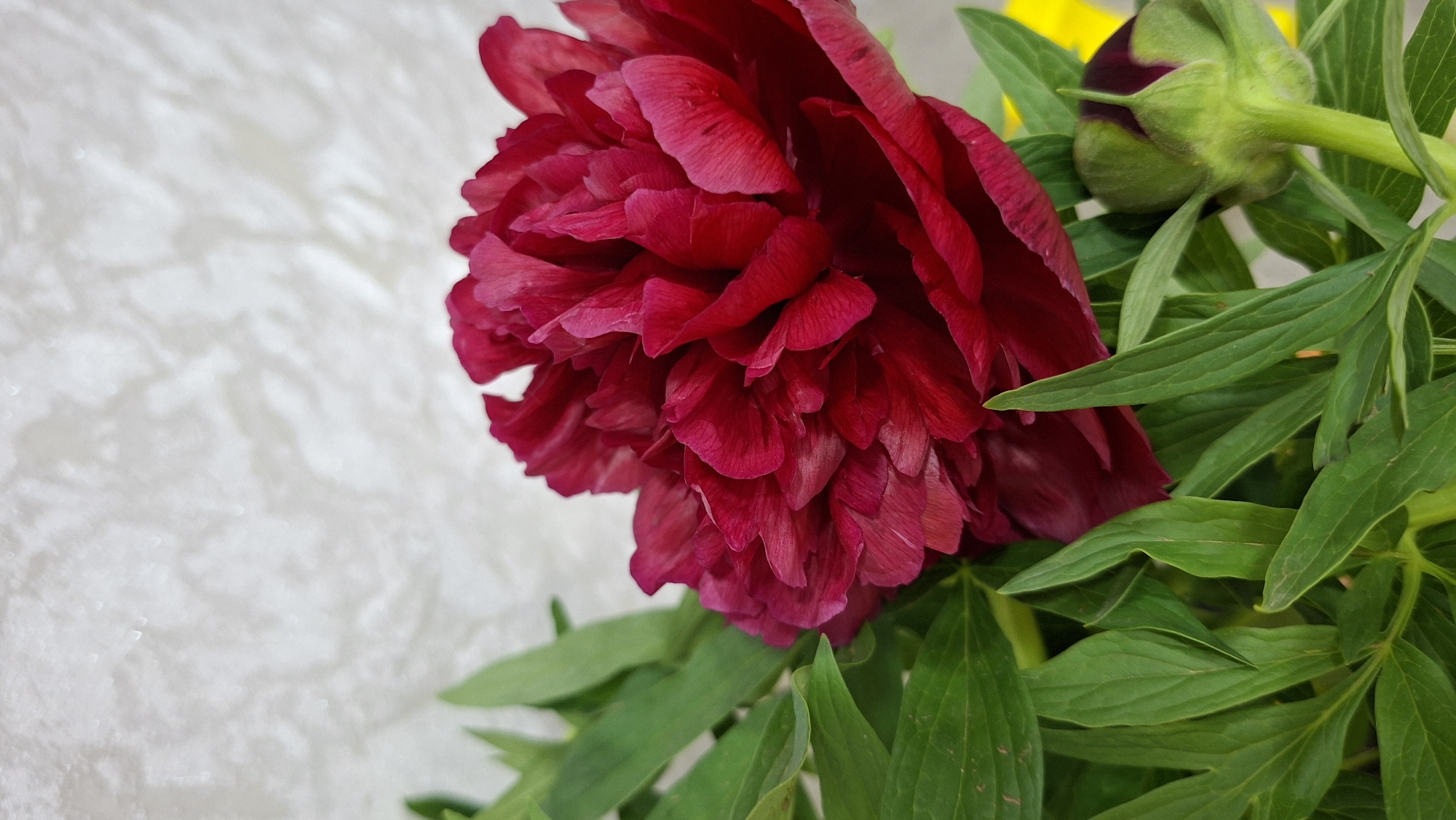 The image shows a close-up of a dark red peony flower in full bloom, surrounded by green leaves and a bud. The flower is positioned on the right side of the frame, contrasting with a blurred, light-colored background on the left. The background appears to have a textured or patterned surface. The location of the image is Chaikovsky, Russia.