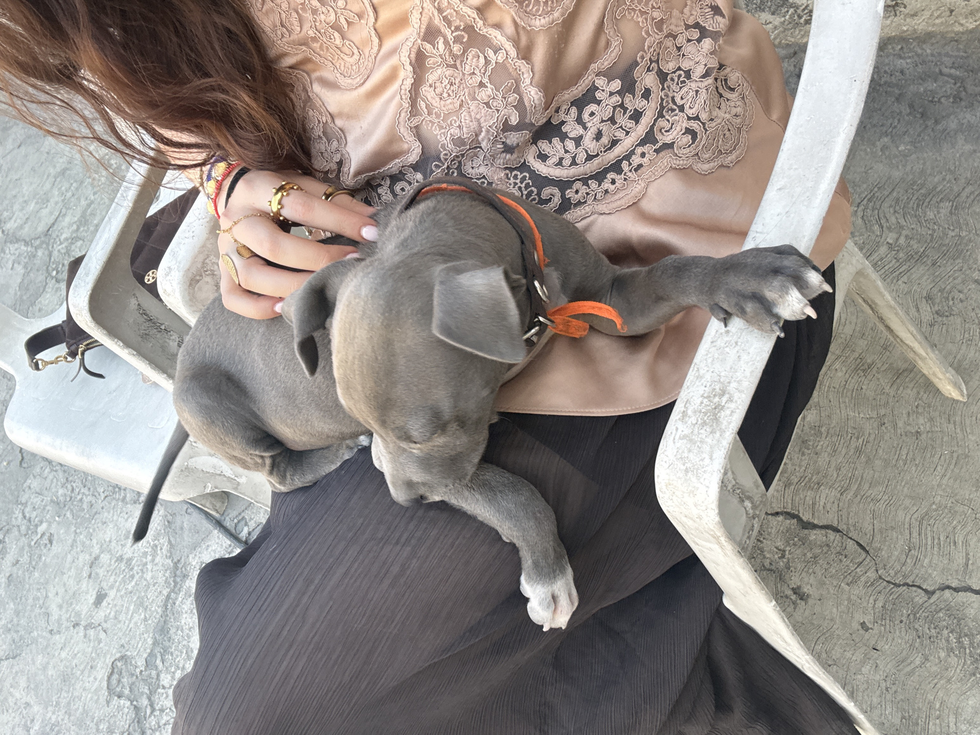 A gray puppy wearing an orange collar is resting on a person's lap. The person is sitting in a white plastic chair, wearing a light-colored lace top and a dark-colored skirt or pants. The person's left hand is on the puppy's neck. The scene appears to be outdoors, on a concrete surface. The location is San Bernardino Tlaxcalancingo, Mexico.