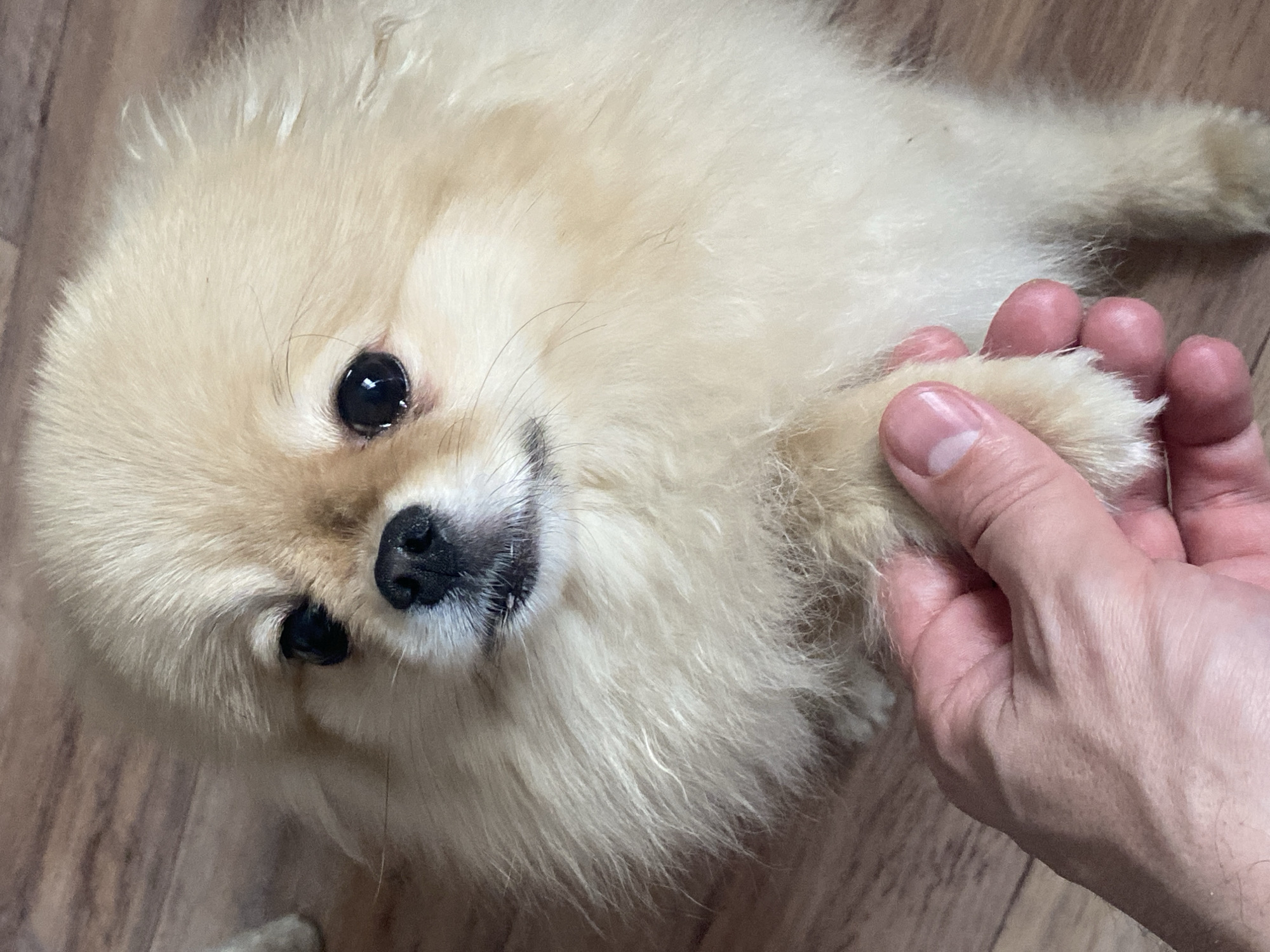 A cream-colored Pomeranian dog lies on a light brown wooden floor and is being held by the paw with a right hand. The dog is looking up at the camera with large, dark eyes.