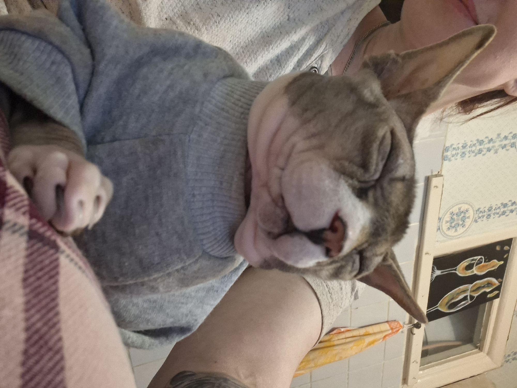 A hairless cat wearing a gray sweater is lying in someone's lap. The cat has its eyes closed and appears to be sleeping. The person holding the cat is wearing a light-colored sweater. Part of a bathroom can be seen in the background, with a window decorated with blue floral tiles above. A framed picture with two champagne glasses on a black background hangs in the lower part of the window. Part of the location appears to be Забалоцкі сельскі Савет, Belarus.