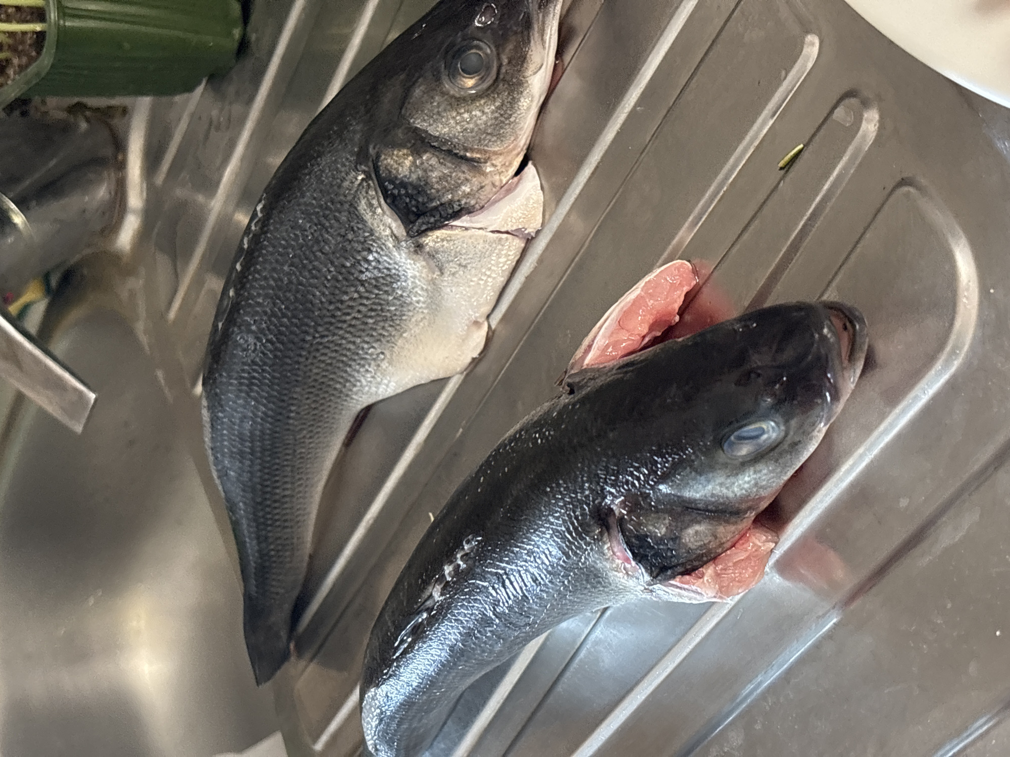 Two whole, raw sea bass are positioned on a stainless steel sink in what appears to be a kitchen. The fish are scaled and have been cleaned, with visible gills and heads. The larger fish, in the background, is positioned head-right, and the smaller fish, in the foreground, is positioned head-left. The sink has parallel drainage grooves and a light reflection from overhead illumination. In the background, a green planter with soil and plants is visible, along with parts of a faucet. The overall scene suggests food preparation.