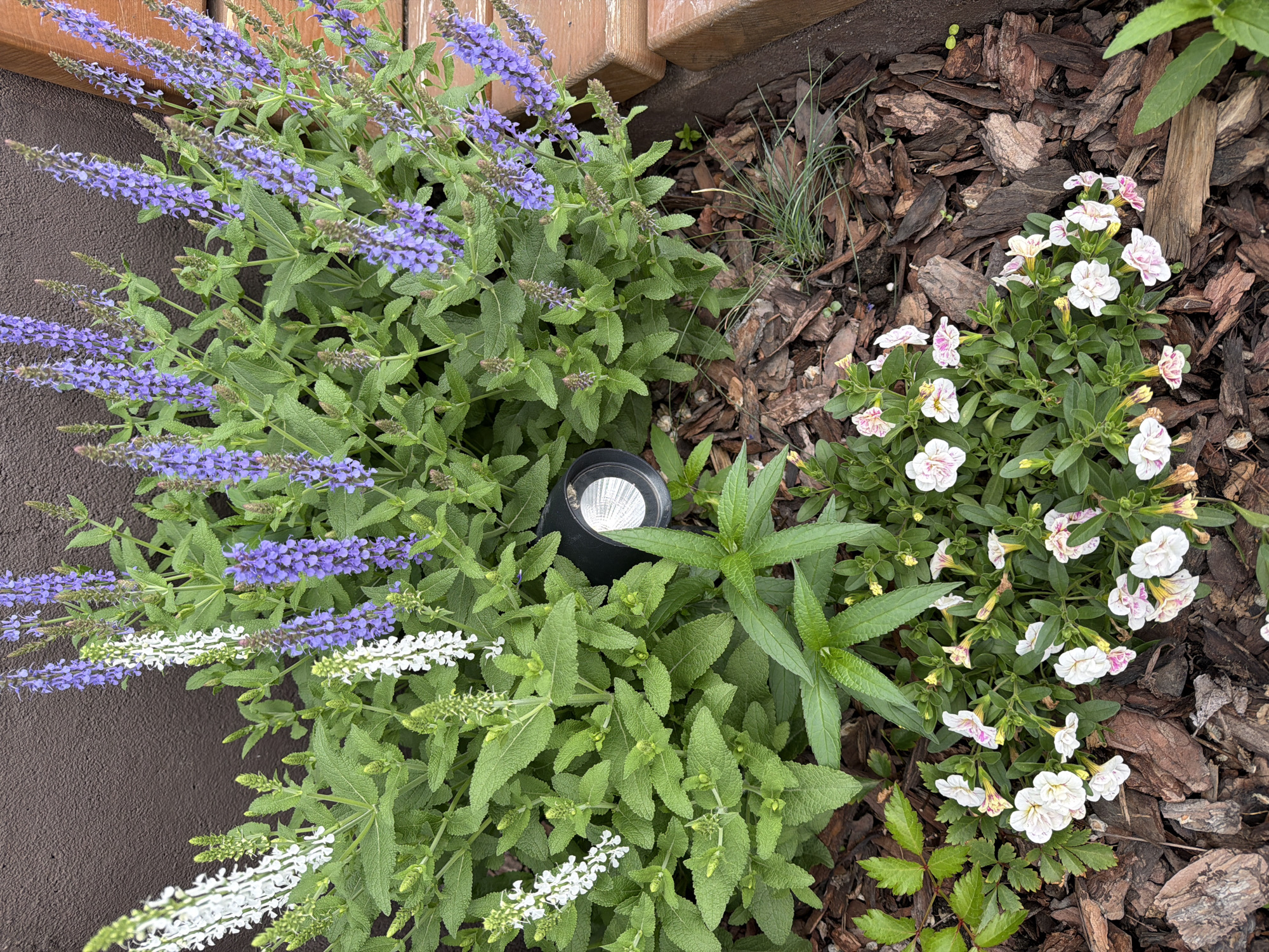 The image displays a close-up view of a garden bed featuring a variety of flowering plants and landscaping elements. The primary subjects are clusters of tall, spiky purple and white flowers, likely Salvia varieties, intermixed with lush green foliage. Towards the bottom of the frame, a patch of smaller, delicate white flowers with pink streaks is visible. The ground is covered with dark brown mulch, interspersed with a few blades of grass and small green seedlings. A black outdoor spotlight is partially visible amongst the plants. The background consists of a dark brown textured wall and the edge of a wooden structure, possibly a deck or raised garden bed. The scene is well-lit, suggesting it was taken during daylight. The location is identified as Khabarovsk, Russia.