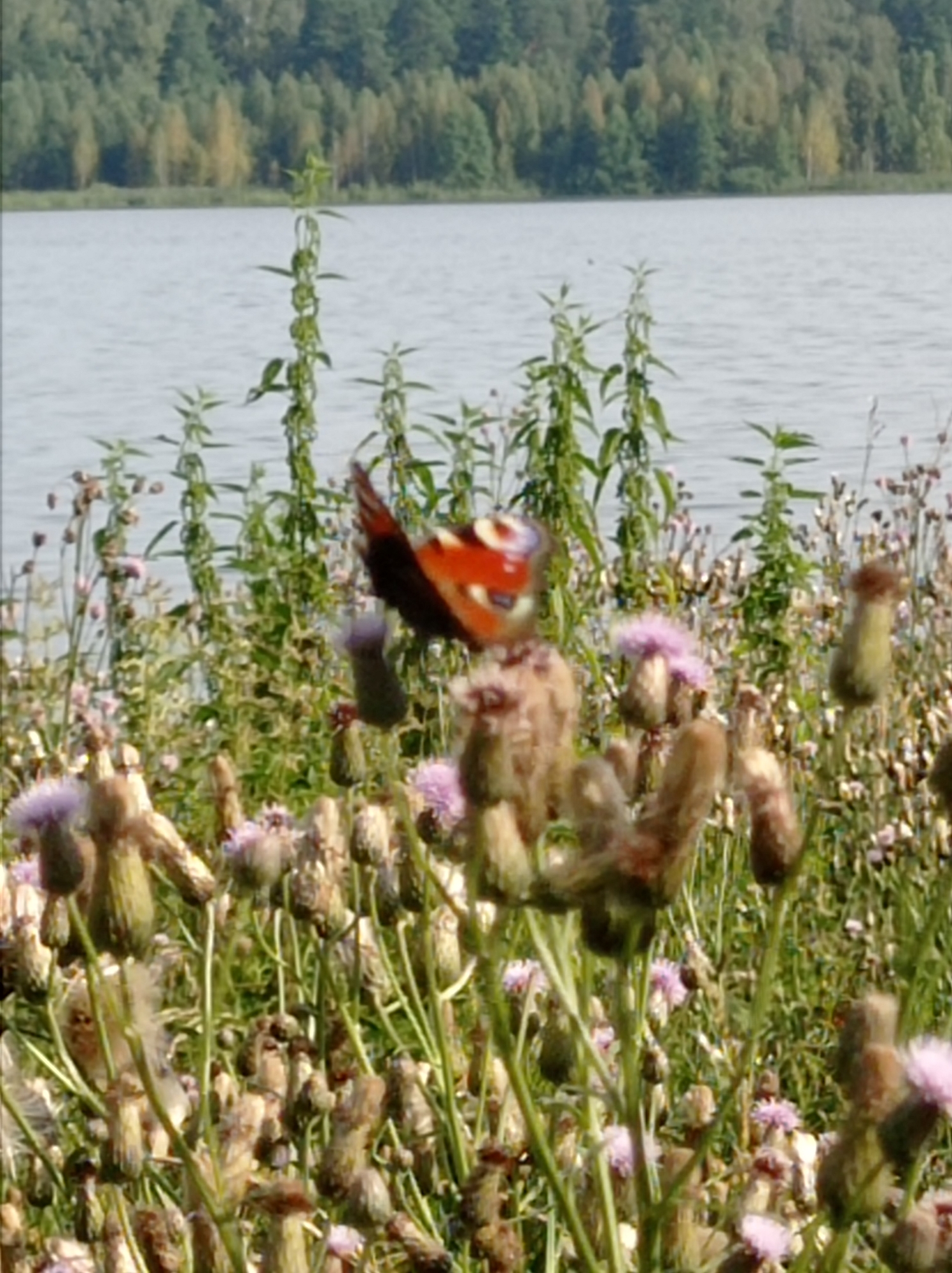 The image shows a close-up of a meadow with a body of water and a forest in the background. The foreground is dominated by various plants, some with purple thistle-like flowers and others with brown, seed-pod-like structures. In the center of the frame, a peacock butterfly (Aglais io) is perched on a plant, its wings open, displaying its characteristic eye spots. The water appears calm and reflects the light, and the forest on the opposite bank is densely wooded with a mix of green and yellow trees, suggesting it might be late summer or early autumn. The overall scene is a natural landscape. The location is not specified as Degtyarsk, Russia.