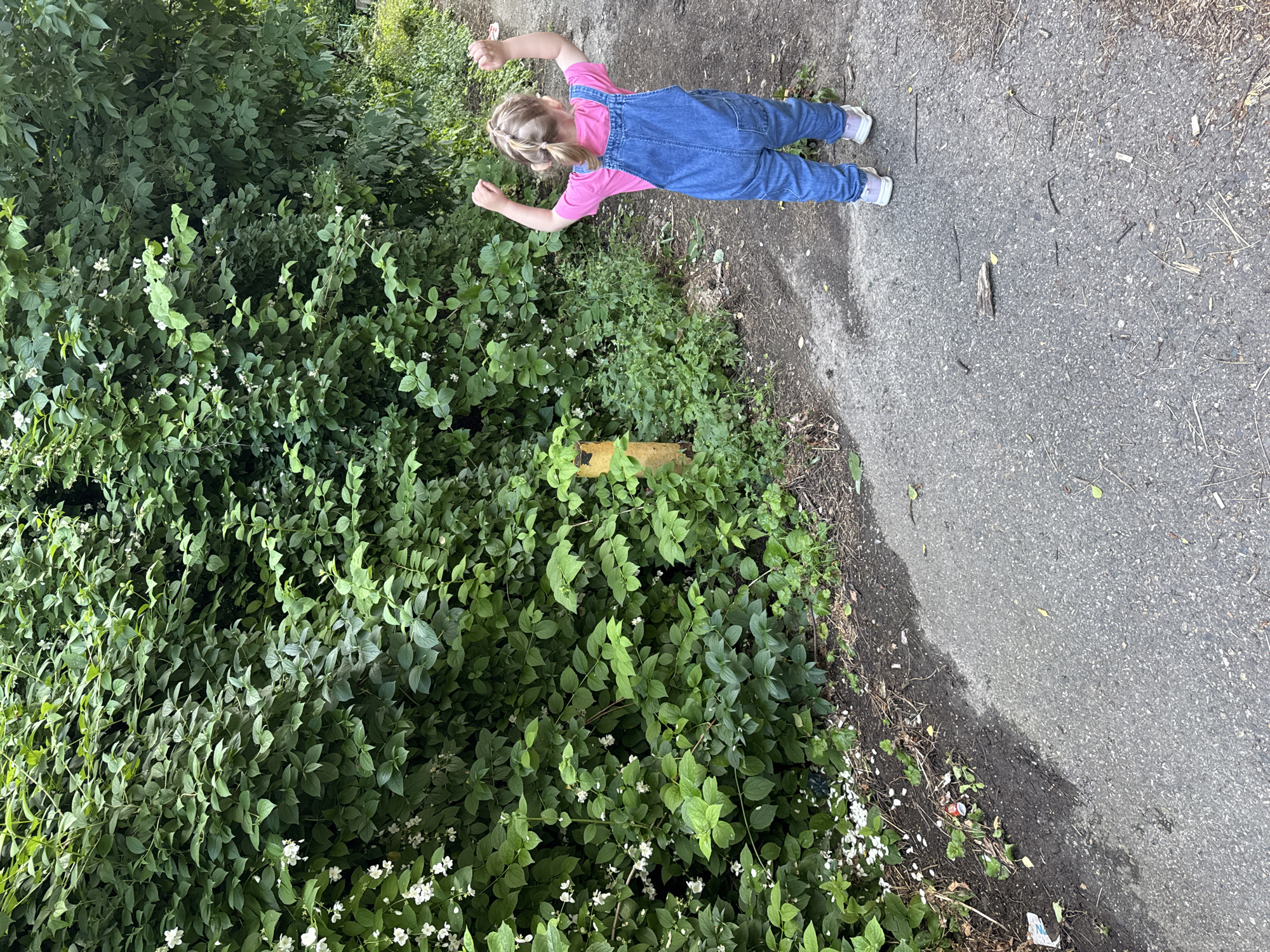 The image shows a young girl standing on a paved path next to a dense green bush. The girl is wearing a pink t-shirt and blue denim overalls. She has blonde hair styled in two pigtails and is facing away from the camera with her arms outstretched. She is wearing white sneakers.
The bush is lush and green with small white flowers interspersed throughout. There is a yellow marker or post partially visible within the bush. The paved path appears to be made of asphalt and has some small sticks and debris scattered on it. The scene appears to be outdoors, likely in a park or a natural area, given the presence of the bush and the unpaved ground on the side of the path.
The lighting suggests it is daytime, possibly late morning or afternoon. The weather appears to be pleasant, suitable for outdoor activities. The girl's pose with outstretched arms could indicate a sense of freedom or playfulness. There is no visible text in the image. The location context is Верхнерусское, Russia.