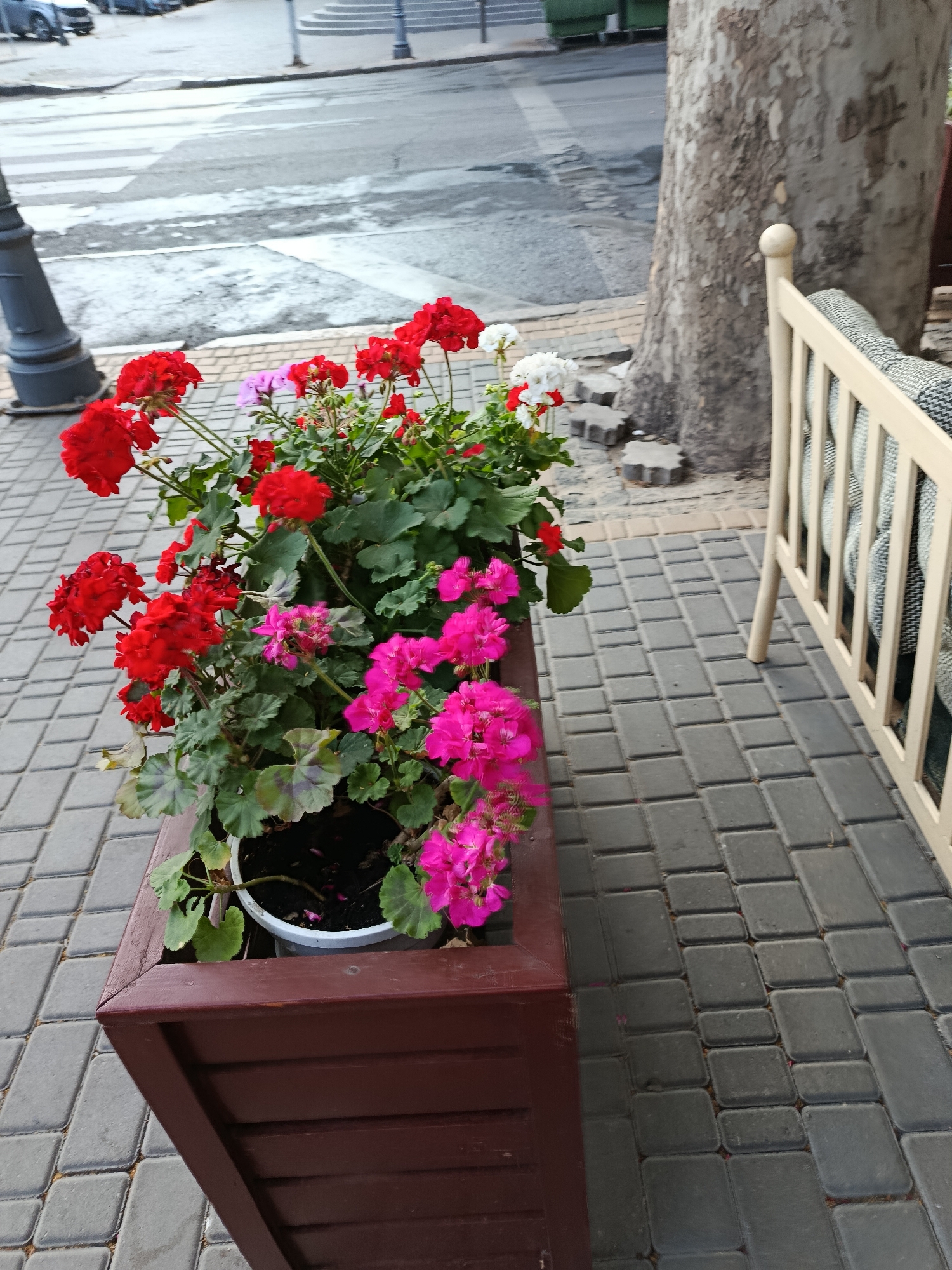 A close-up, eye-level, outdoor shot features a dark red wooden planter box filled with blooming red and pink geraniums. The planter is situated on a grey brick sidewalk. To the right of the planter, a light-colored wooden bench with a patterned cushion is partially visible. In the background, a large tree trunk with textured bark stands prominently. Beyond the tree and sidewalk, a street with a pedestrian crossing is visible, with cars and streetlights in the distance. The scene appears to be an urban outdoor seating area.