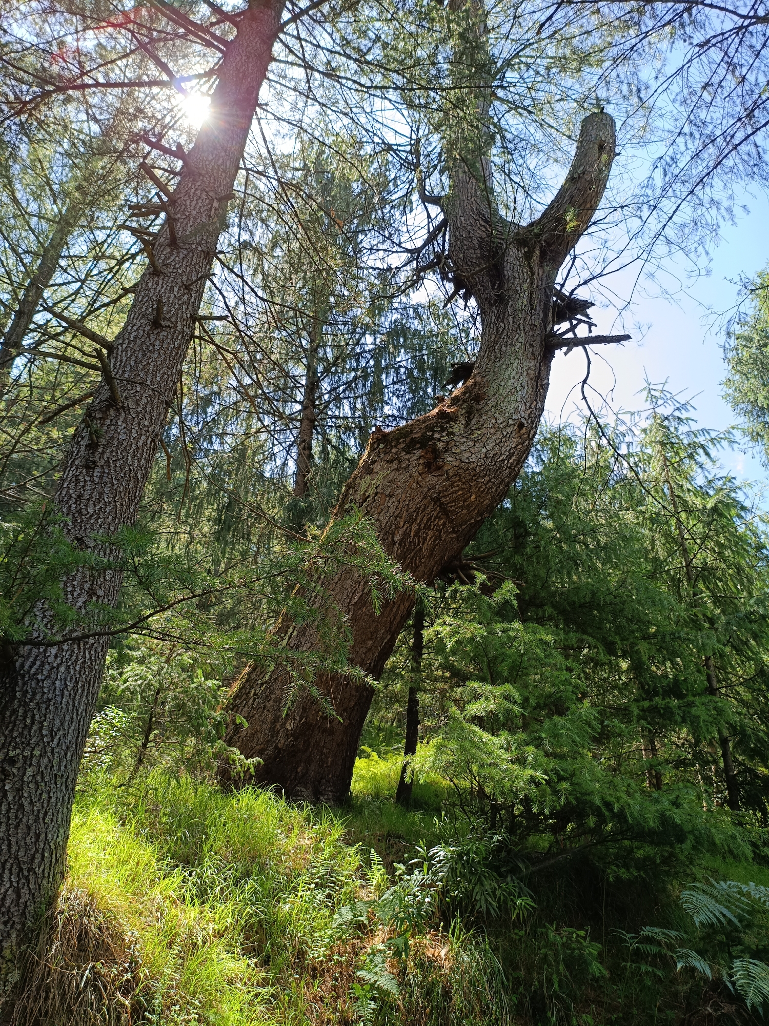 The image depicts a forest scene with tall trees and lush green vegetation. The sunlight filters through the canopy, creating a dappled effect on the ground. In the foreground, a large tree trunk with a distinctive twisted shape is prominent. The forest floor is covered with grass and ferns. The sky is visible through the branches, appearing blue. The image is taken from a low angle, looking up into the trees. The setting appears to be a natural environment, possibly a forest or wooded area, with no indication of urban infrastructure like buildings or roads. The specific location in Damadi, India, cannot be determined from the visual information provided.