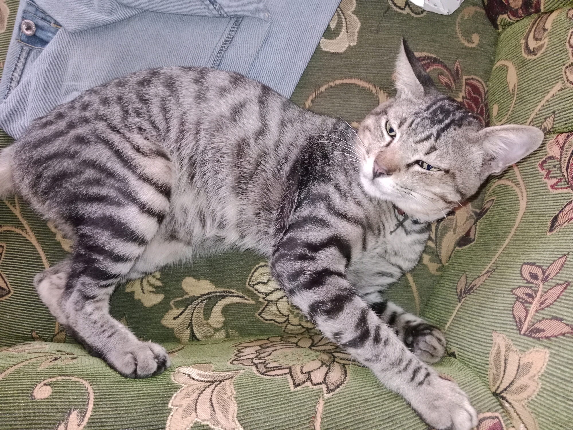 A grey tabby cat is lying on a green upholstered couch. The cat is curled on its side, with its head turned towards the viewer. The cat has black stripes on its fur and bright green eyes. The couch has a floral pattern in shades of green, brown, and pink. In the upper left corner of the image, a pair of light blue denim jeans is visible. The scene appears to be indoors, likely in a residential setting in Probolinggo, Indonesia.