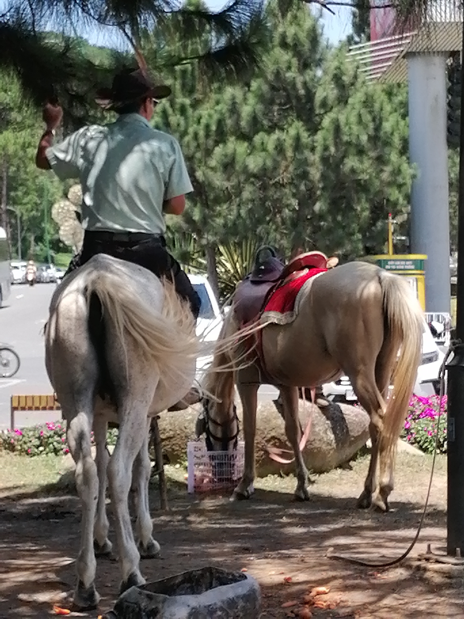 A man in a hat and a light green short-sleeved shirt rides a light gray horse from behind. The horse's tail is long and flowing. Another horse, a light brown color, is in front of the first horse and is also viewed from behind. It has a saddle with a red blanket. The scene is outdoors with trees in the background. There are some flowers on the ground. In the distance, there are cars and a building. This image was taken in Da Lat, Vietnam.