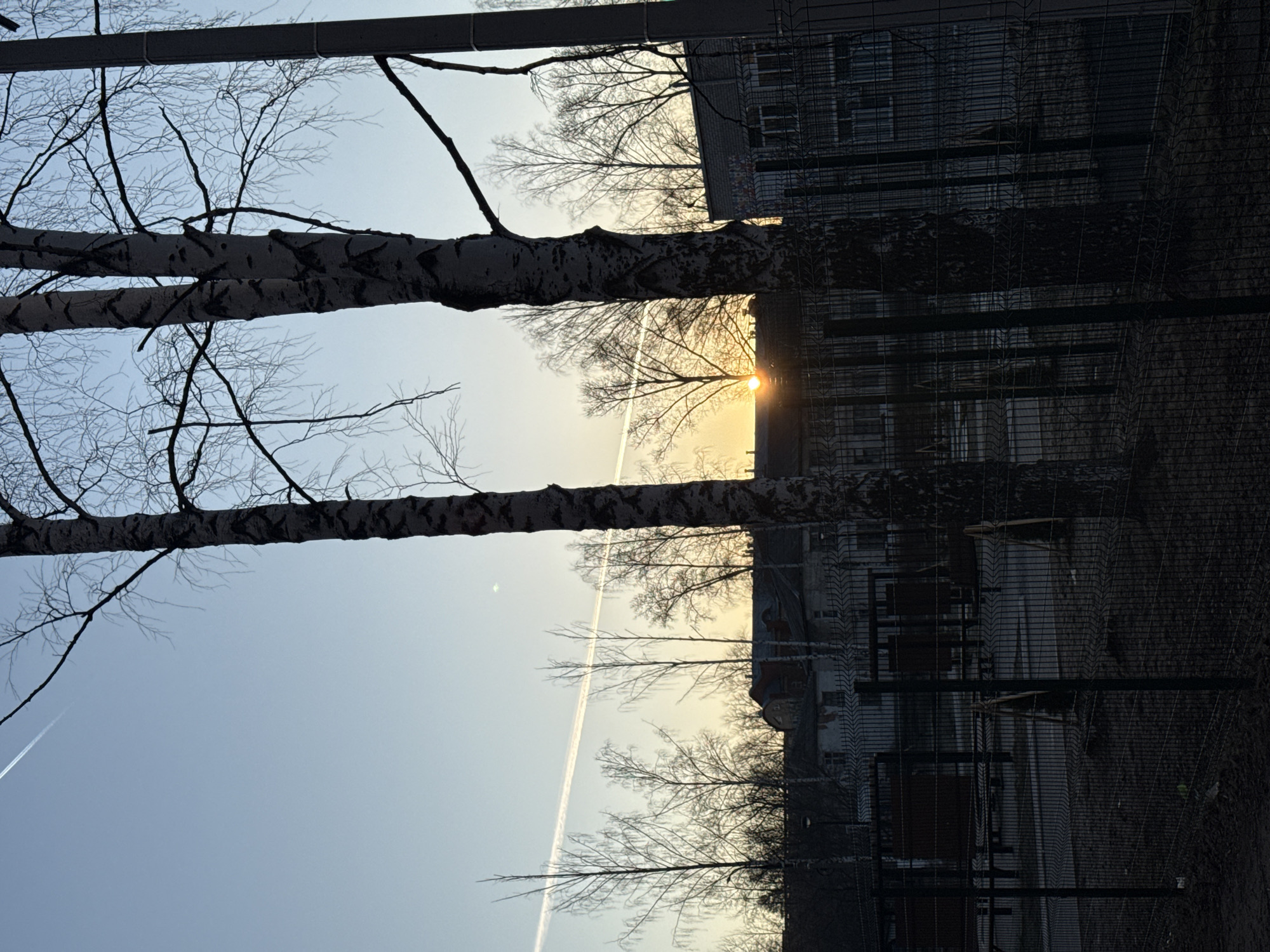 A low-angle view captures a serene sky at sunrise or sunset, as evidenced by the bright orb peeking between the branches of leafless birch trees. Two prominent birch trunks, characterized by their distinctive bark, dominate the left side of the image. A contrail bisects the sky, indicating a passing aircraft.
On the right, a building appears behind a wire fence, casting it in shadow. The architecture suggests a modern design with multiple windows. Given the context provided, the location is Chaikovsky, Russia, although specific landmarks are not apparent. There is no evidence of people or interaction with the environment. The image focuses on the natural beauty of the sky and trees juxtaposed against the urban backdrop.