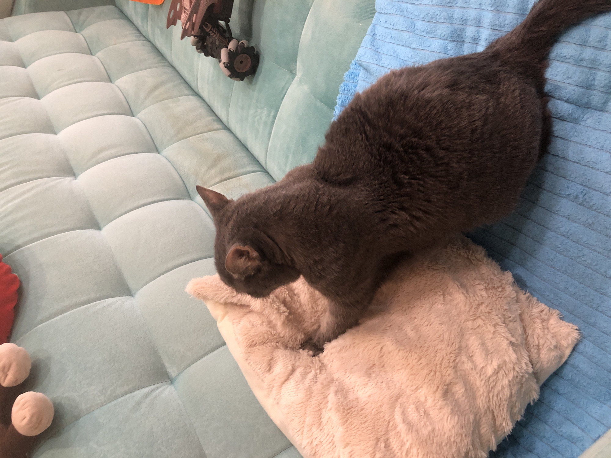 A gray cat is resting on a plush cream-colored pillow placed on a light blue tufted couch. The cat is partially covering the pillow with its body, its head bowed as if sleeping or grooming. The couch is positioned in what appears to be a living room, with a blue textured blanket visible to the right of the cat. In the background, on the left side of the couch, a part of a toy vehicle with wheels is visible. The overall scene suggests a relaxed domestic environment. There is no visible text in the image.