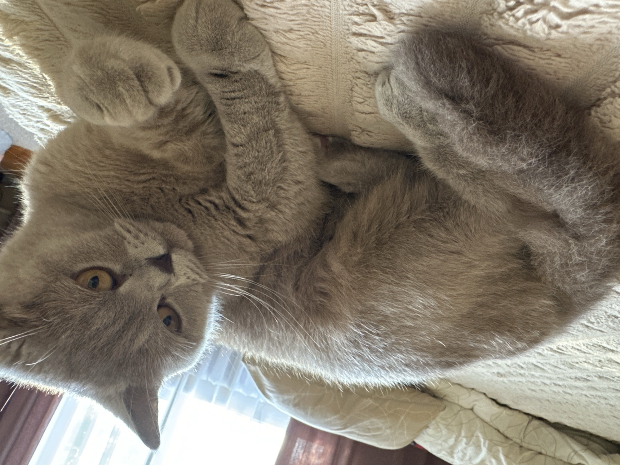 A light grey British Shorthair cat is lying on a beige, textured blanket on a bed. The cat's fur has a slight taupe undertone. Its eyes are large and a deep amber color. The cat is resting with its body curled to the left, and its front paws are tucked in. Sunlight is streaming in from a window in the background, creating a bright, slightly overexposed area behind the cat. The background also shows a pillow and curtains. The location is not discernible from the image itself.