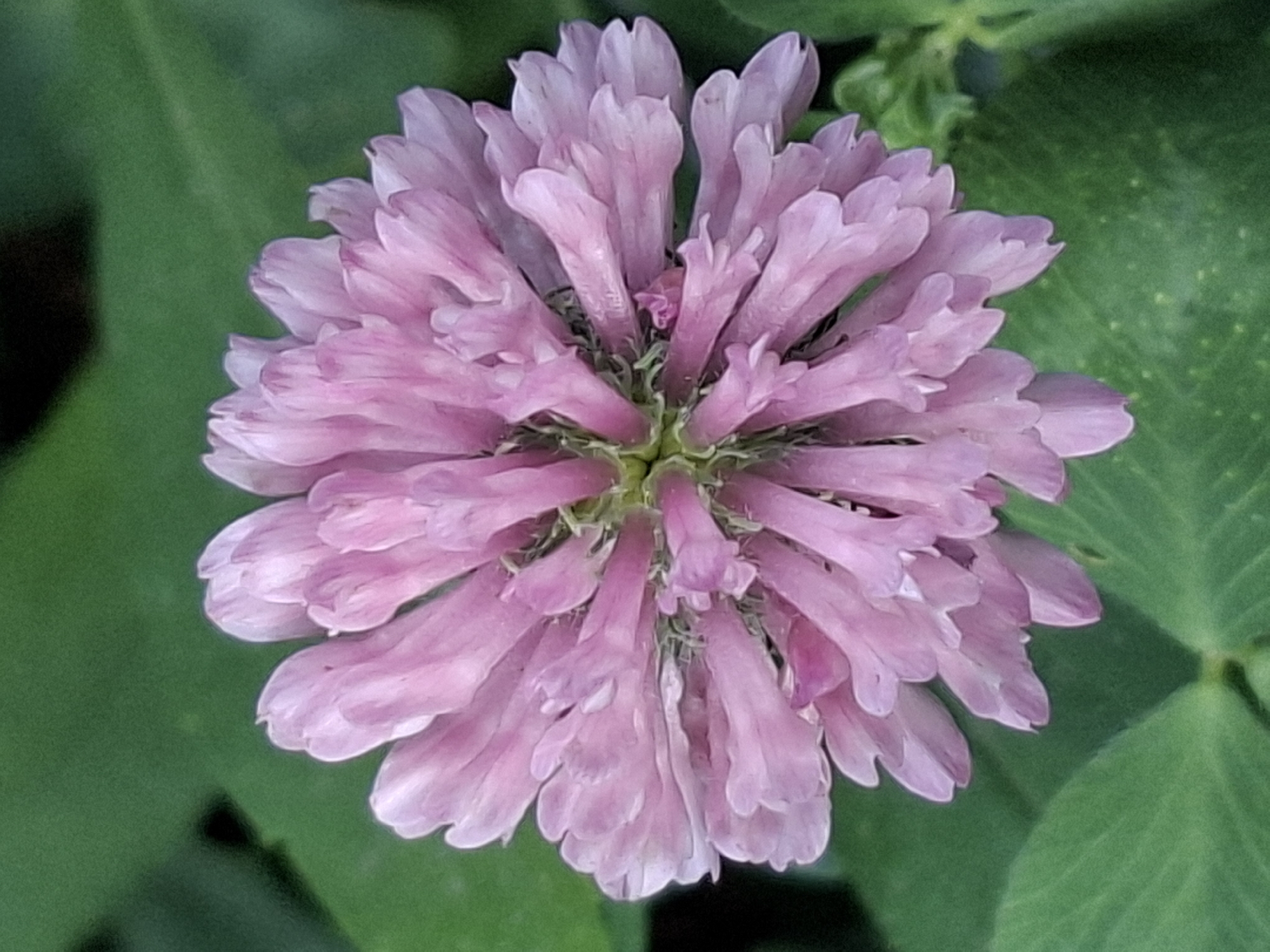 The image is a close-up, top-down shot of a single pink clover flower with a blurred green background of leaves. The flower is in sharp focus, revealing the intricate structure of its petals radiating outwards from a central green core. There are no people, structures, or other identifiable objects in the frame. The image does not provide any information that would allow for the determination of its location within Almaty, Kazakhstan.