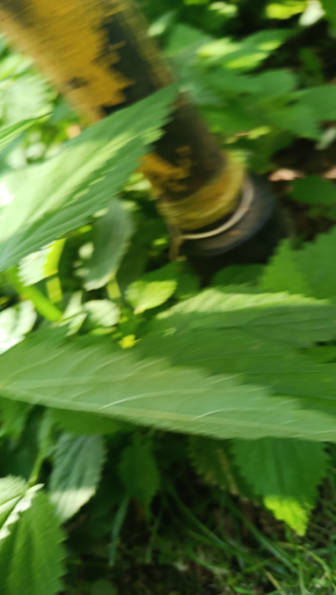 The image shows a close-up, blurred view of green leaves and a yellow and black object, possibly a hose or pipe, with a metal clamp. The background is filled with more green foliage. The scene appears to be outdoors, in an area with dense vegetation. There is no indication of the city of Karsha, Russia, or any specific urban elements. The image is of low quality due to motion blur and lack of focus.