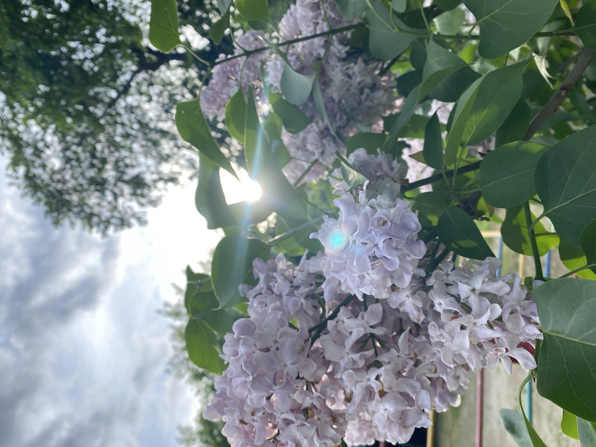 The image shows a close-up of lilac flowers with green leaves, backlit by the sun. The sky is visible in the background, with a mix of blue sky and clouds. The location is not discernable from the image; the city of Yekaterinburg, Russia cannot be confirmed.