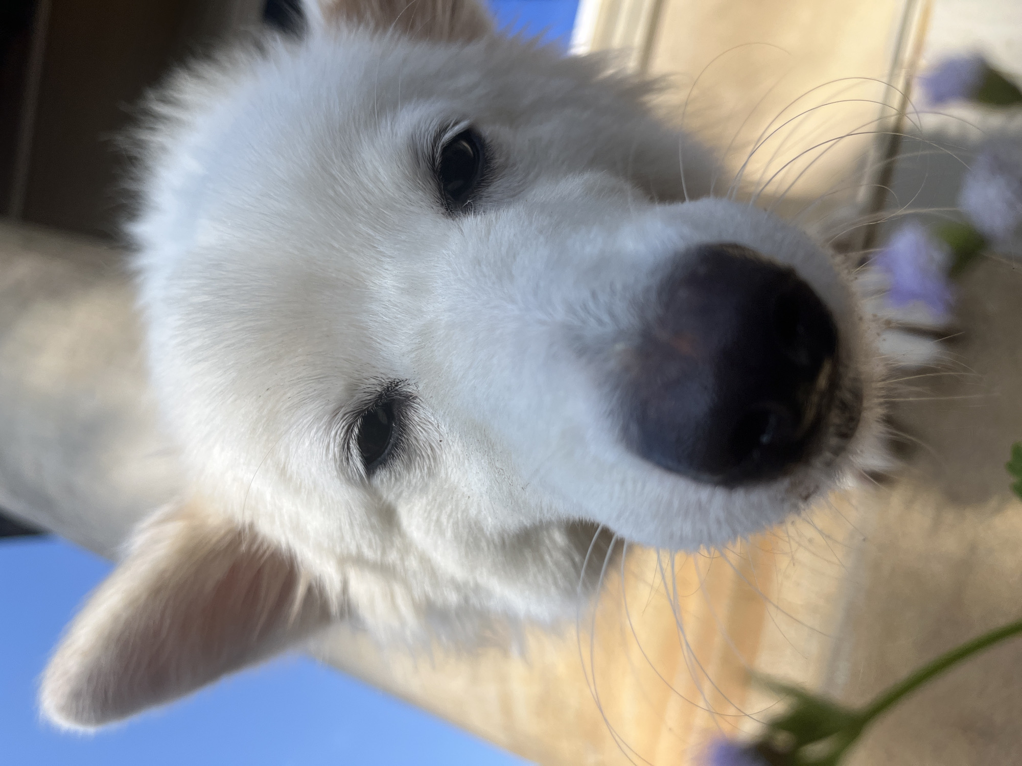 A white dog, possibly a puppy, is captured in a close-up, low-angle shot, looking directly into the camera. Its face, primarily the snout, eyes, and forehead, dominates the frame. The dog has bright white, dense fur, with prominent dark eyes and a dark nose. Several long, thin whiskers extend from its snout. Around the dog's ears, the fur appears to have a slight creamy tint. The background is largely out of focus, showing patches of clear blue sky on the left and a blurred, lighter-colored structure, possibly wood or a wall, on the right. Blurry purple flowers are visible on the right side of the image. The lighting suggests it is daytime. There is no visible text. The location context is Ikot Ekpene, Nigeria.