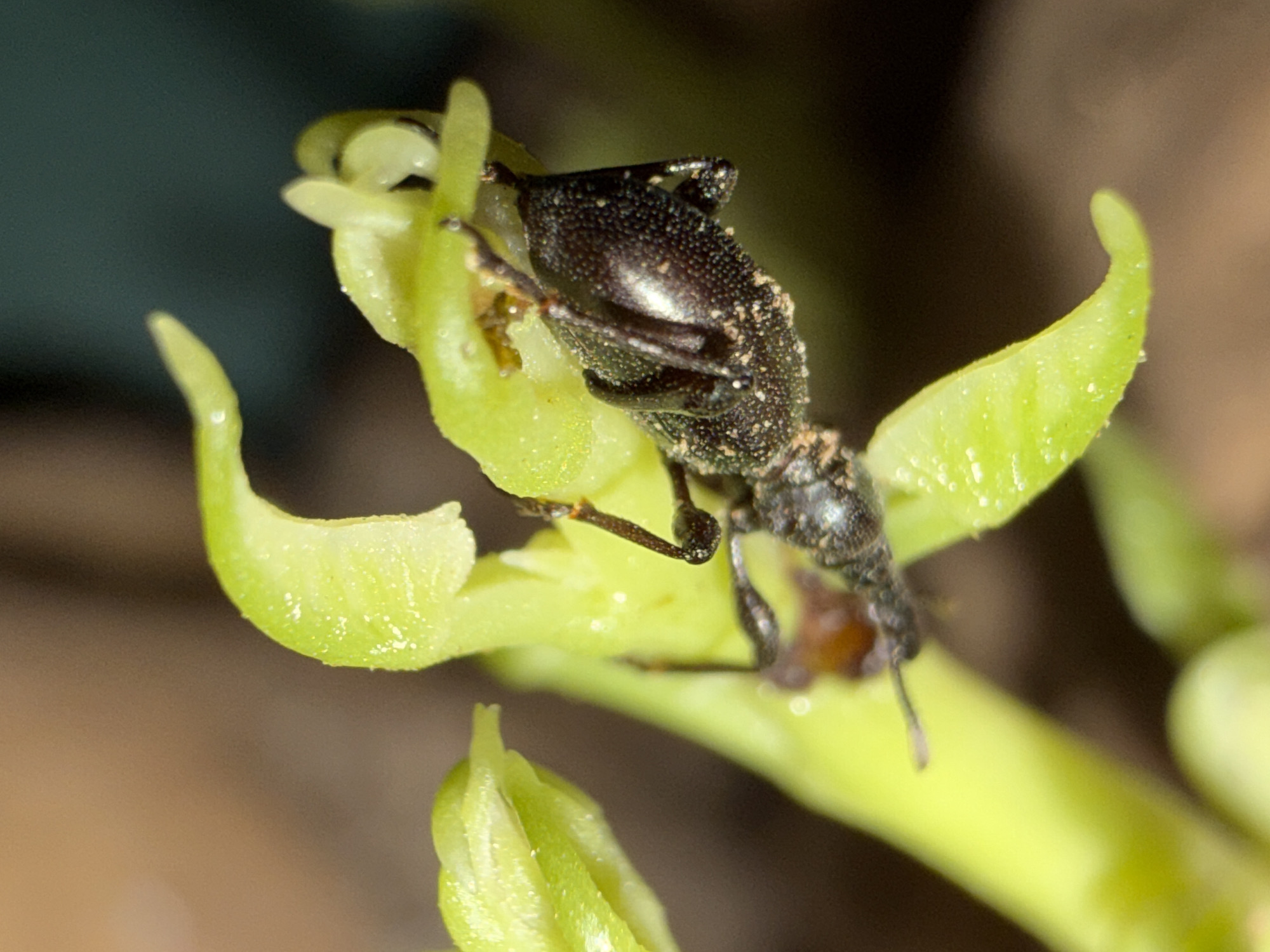 A close-up photograph shows a small, dark-colored insect perched on a green plant. The insect appears to be an ant or weevil, with a textured body and long legs. It is positioned on a section of the plant with light green, curved leaves. The background is blurred, with hints of brown and green. The location is Igboefon, Nigeria.