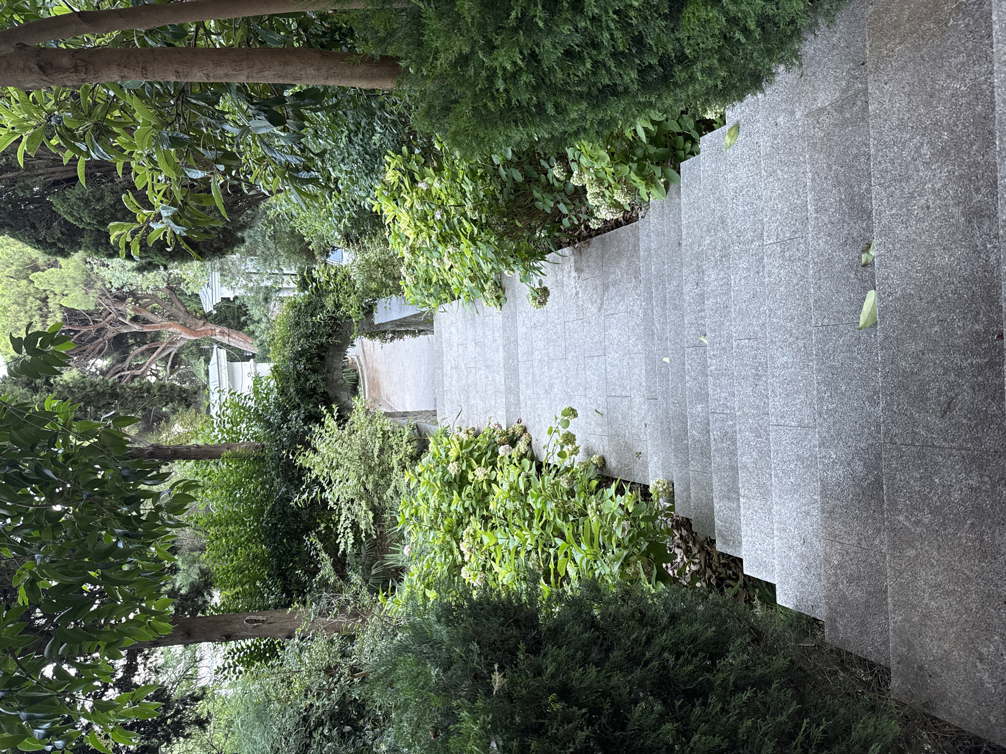 The image shows a stone staircase descending through a lush garden. The staircase is made of grey, granite-like tiles with visible seams. The sides of the stairs are bordered by various green plants, including dark green evergreen bushes and lighter green leafy plants with some white blossoms. Tall trees with dense foliage are visible in the background, some with reddish-brown bark. In the far distance, a white classical building with columns and an archway can be seen, suggesting a park or estate setting. The scene is outdoors, with natural light illuminating the area. The ground beyond the staircase appears to be a paved path. There are no people or animals visible in the image. The environment is verdant and appears well-maintained.