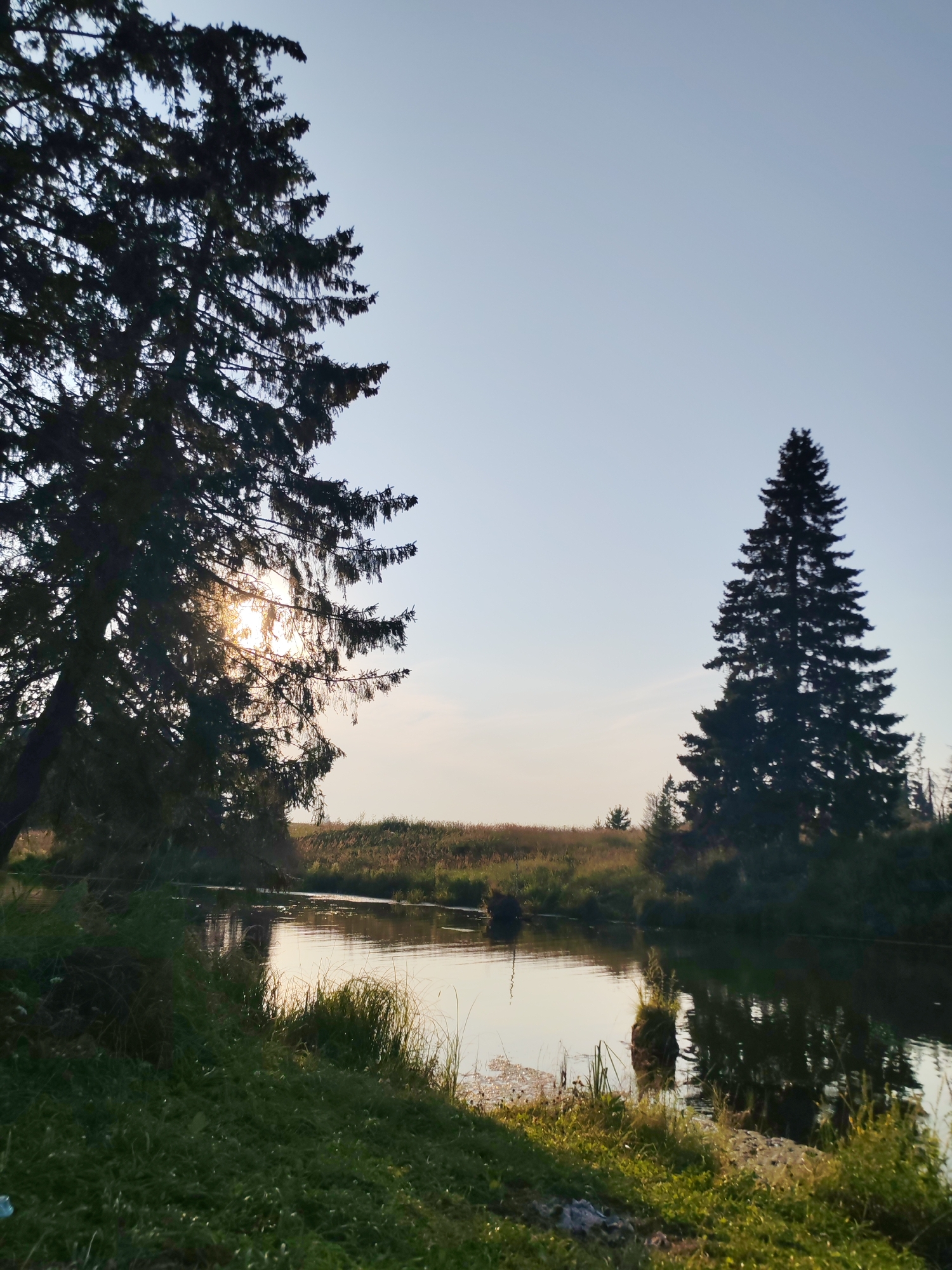 A tranquil natural scene unfolds by a calm body of water, likely a river or lake, situated in the vicinity of Podshivalovo, Russia. The image is captured during a period of soft, diffused light, possibly sunrise or sunset, indicated by the gentle glow on the water's surface and the subtle illumination behind a large fir tree. The foreground is dominated by lush green grass, partially shaded by the imposing silhouette of a mature fir tree on the left. This tree's branches reach out, and sunlight filters through them, creating a dappled effect.
Across the water, the opposite bank is lined with tall grasses and vegetation, leading to a distant, larger silhouette of another fir tree. The water itself is still, reflecting the sky and the surrounding trees with a glassy sheen. A few dark objects, possibly logs or natural debris, are visible in the water, and one near the center appears to have vegetation growing on it, creating an unusual, island-like formation. The sky is a pale, clear blue, transitioning to a lighter hue near the horizon where the sun's light is most prominent. The overall atmosphere is one of serene, undisturbed nature.