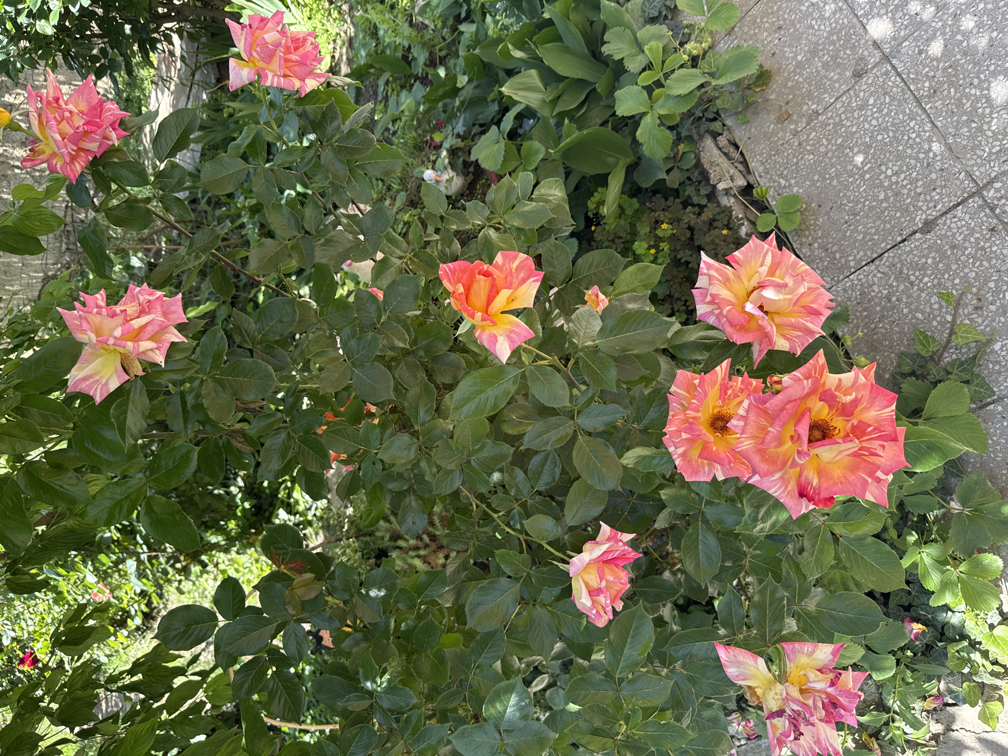 The image shows a rose bush with several open roses. The roses have a yellow and pink striped coloration. The bush has many green leaves. Behind the bush are various other green plants. The upper right corner of the image shows a concrete surface. The location is likely a garden, and the scene is set in daylight. There is no evidence that the location is in the city of Butan, Bulgaria.