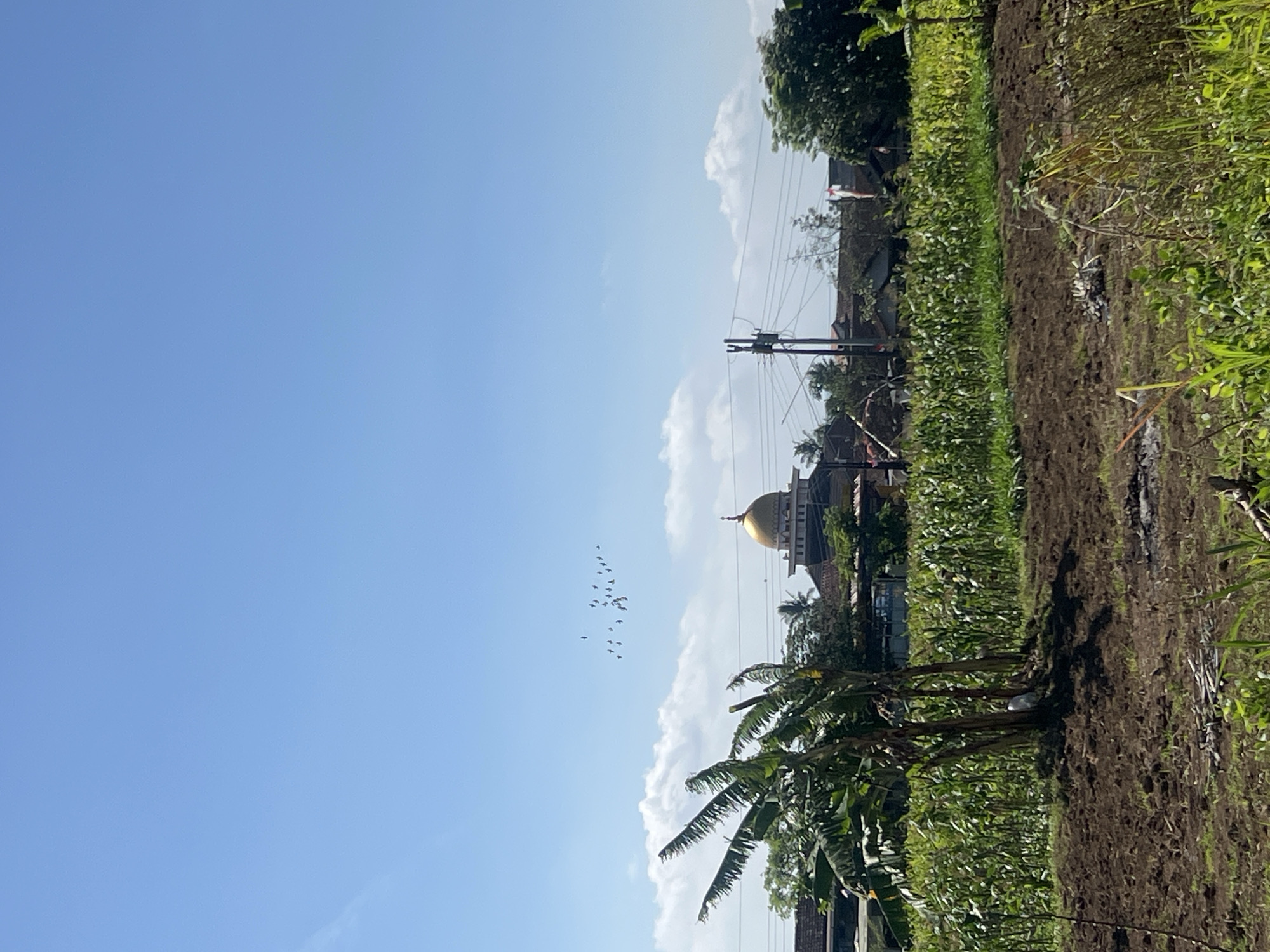 An outdoor, eye-level, vertical, full shot captures a clear blue sky above a rural landscape in Temanggung, Indonesia. In the middle distance, a mosque with a golden dome stands prominently, surrounded by trees and buildings. A flock of birds flies in formation across the sky, a small, dark cluster against the bright blue. In the foreground, a field of lush green corn stalks stretches across the frame, with a patch of tilled, dark brown earth in the immediate foreground. A few banana trees with large fronds are visible to the left of the cornfield, and a utility pole with wires stands to the right. The overall scene depicts a serene, sunny day in a rural agricultural setting.