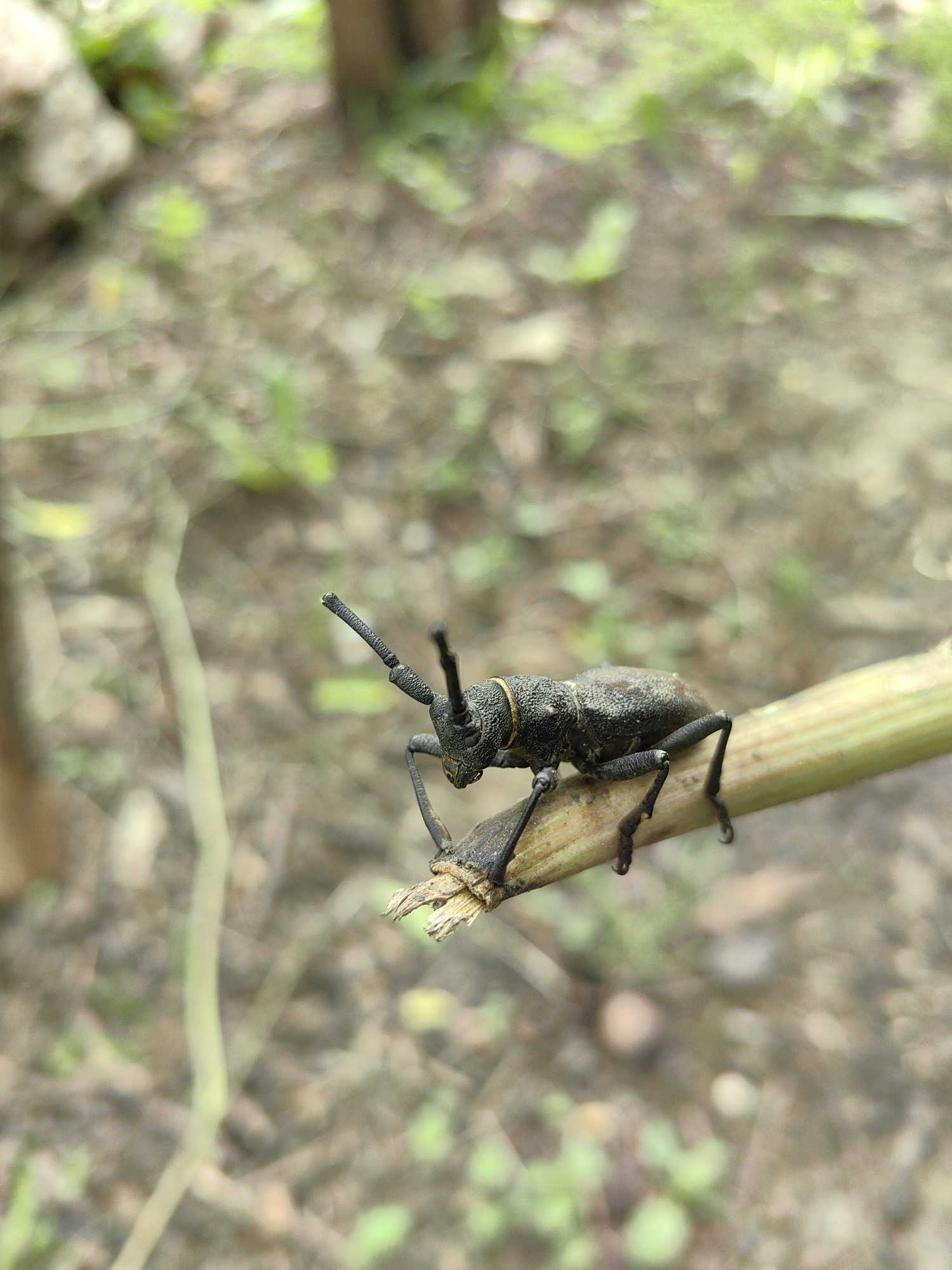 A close-up, high-angle photograph captures a dark-colored weevil beetle perched on a broken plant stem. The insect, appearing black or very dark grey, exhibits a textured, somewhat granular exoskeleton. It features prominent, elbowed antennae with clubbed ends, extended upwards and forward. A distinct, elongated snout (rostrum) is visible at its head, and a subtle yellowish-gold band encircles the anterior margin of its pronotum, just behind the head. Six dark, slender legs grip the light green-yellowish stem, which is oriented diagonally across the frame from the lower left to the upper right. The end of the stem where the beetle rests is broken, revealing fibrous inner material. The background is significantly out of focus, rendering a bokeh effect of muted greens, browns, and beige tones, indicative of natural ground cover and distant foliage. The scene is illuminated by ambient daylight, showing no discernible human-made objects or persons. This scene is located in the city of Unknown, Unknown.