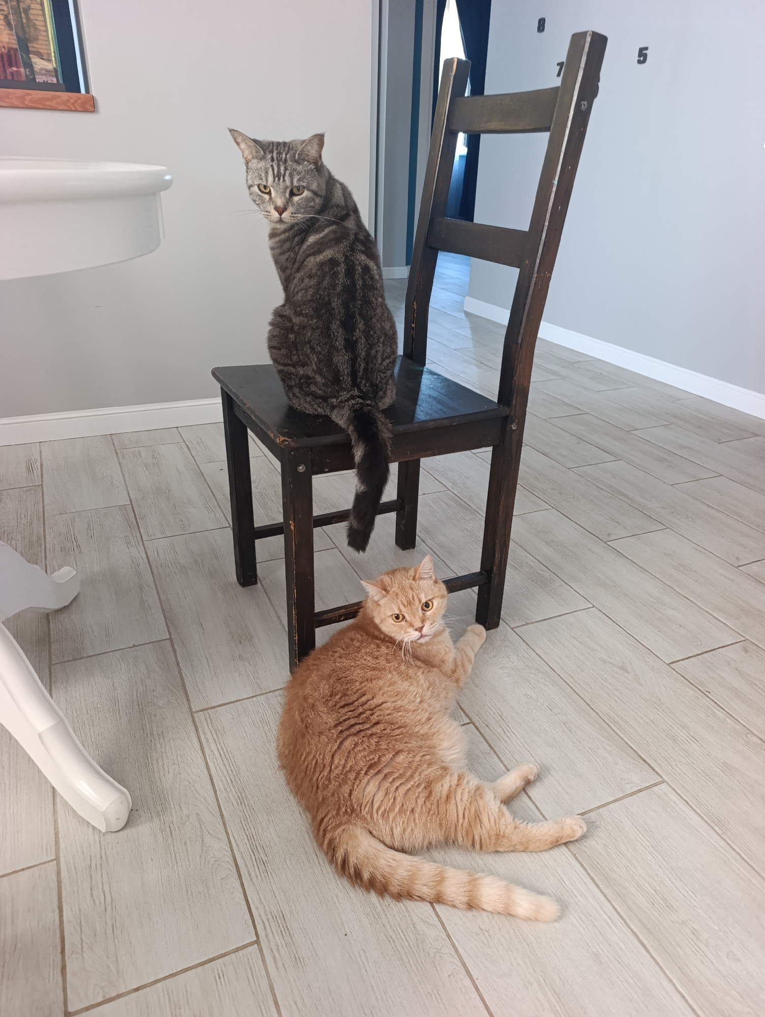 A tabby cat is perched on a wooden chair, looking over its shoulder towards the camera. Below the chair, an orange cat is lying on the floor on its side, also looking at the camera. The scene appears to be an indoor environment, possibly a home, with light-colored tiled flooring. A white sink is partially visible in the upper left corner, and a dark blue curtain is in the background. There are also large numbers "5", "7", and "8" painted on the wall behind the chair. The photograph was taken in Ivanovka, Russia.