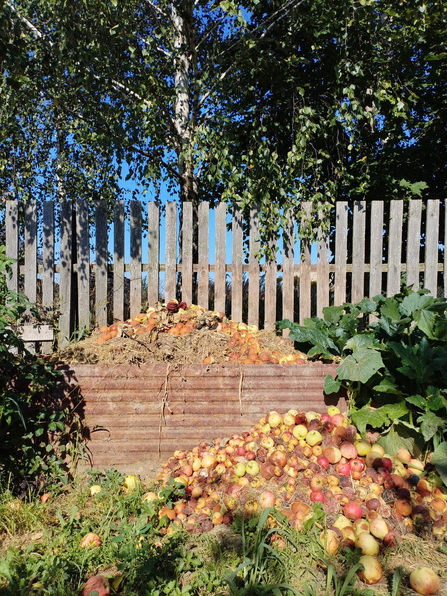In Bialynichy, Belarus, a compost bin constructed from corrugated metal is overflowing with a large pile of fallen apples, some of which are rotting. The compost bin is situated outdoors, in front of a weathered wooden fence. Behind the fence, a large tree with green foliage stands against a clear blue sky. To the right of the compost bin, a patch of large green leafy plants, possibly zucchini or squash, is growing. Some of the apples have fallen from the bin and are scattered on the ground in the grassy area in front of it.