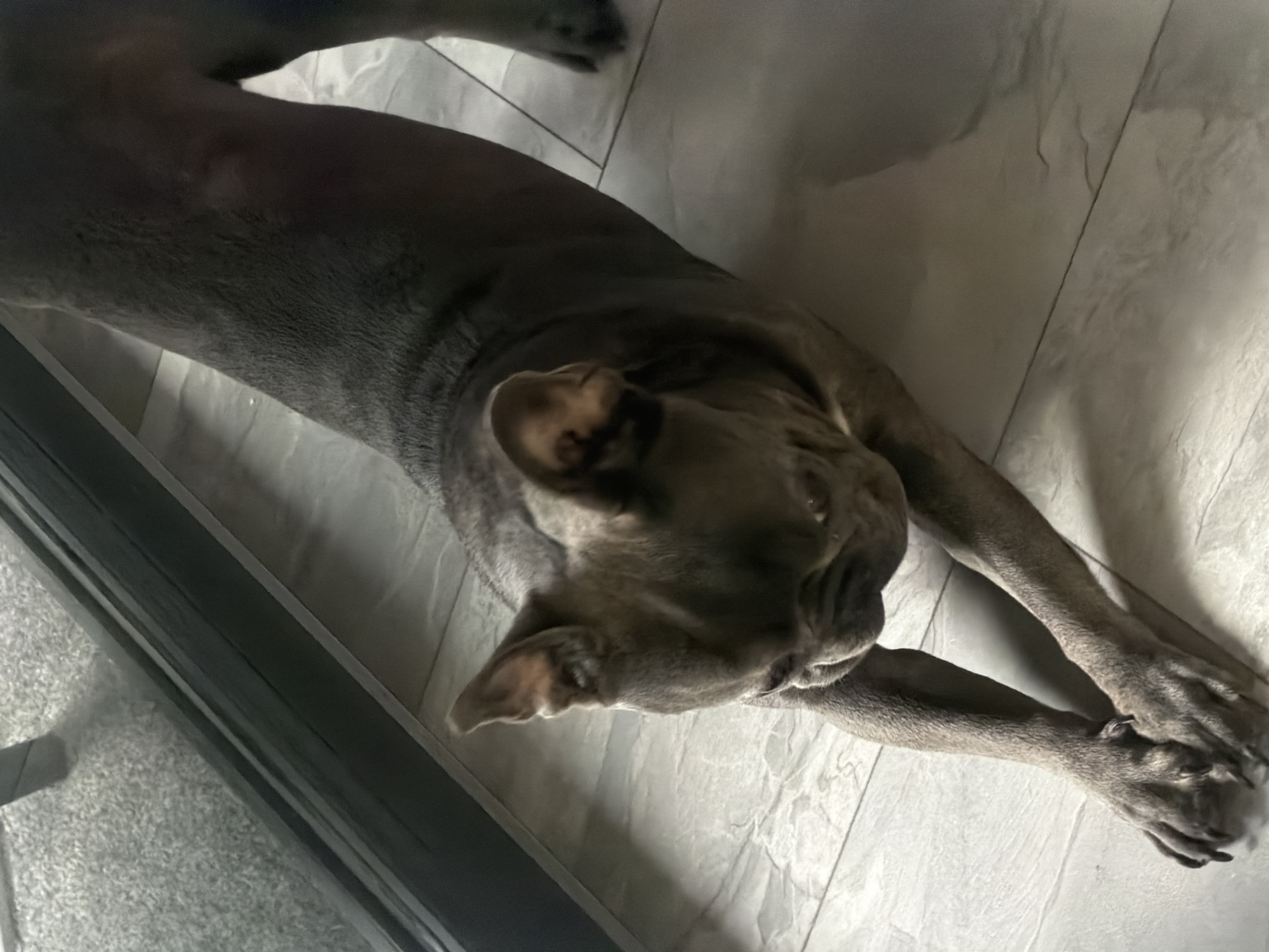 A dark gray French bulldog is stretching on a tiled floor. The dog is in a downward dog yoga pose, with its front legs extended and its hindquarters raised. The dog's head is bowed, and its ears are perked up. The tiled floor is light gray with a stone-like pattern. A dark gray carpet is visible in the background, along with the reflection of what appears to be a glass door or window. The lighting is dim, casting shadows on the floor. The dog's fur appears smooth and short. The image is taken from a slightly elevated perspective, looking down at the dog.
