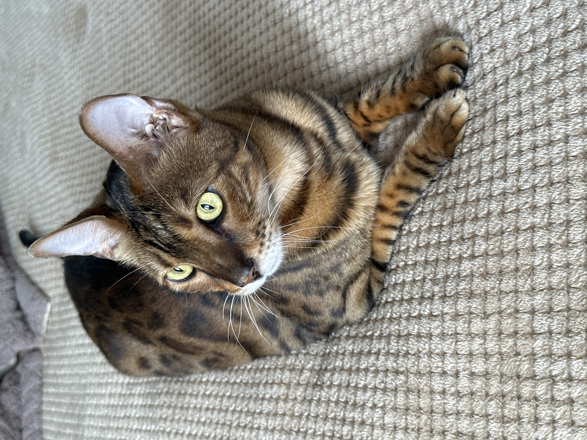 A Bengal cat with green eyes and distinctive spotted and striped fur is lying on a textured, beige carpet. The cat is positioned on its front paws, with its body facing left and its head turned to look towards the viewer. The background shows a blurred, grey fabric object. There is no indication of the city of Energetik, Russia.