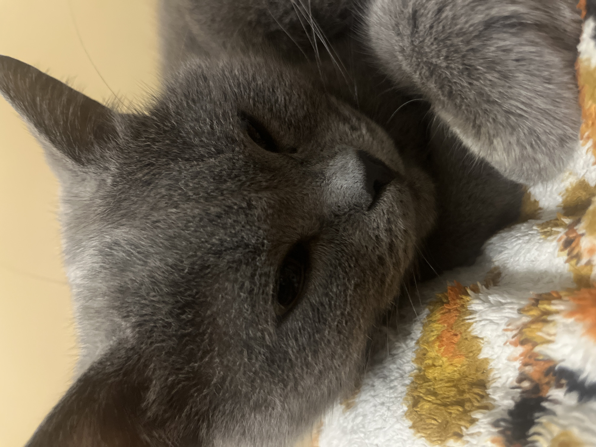 The image shows a close-up of a gray cat sleeping on a colorful blanket. The cat's eyes are partially closed, and its head is resting on the blanket. The blanket has a pattern of white, orange, and yellow. The background is a plain yellow color. The image appears to have been taken indoors. There is no information available about the location of this image in the city of Belyye Berega, Russia.