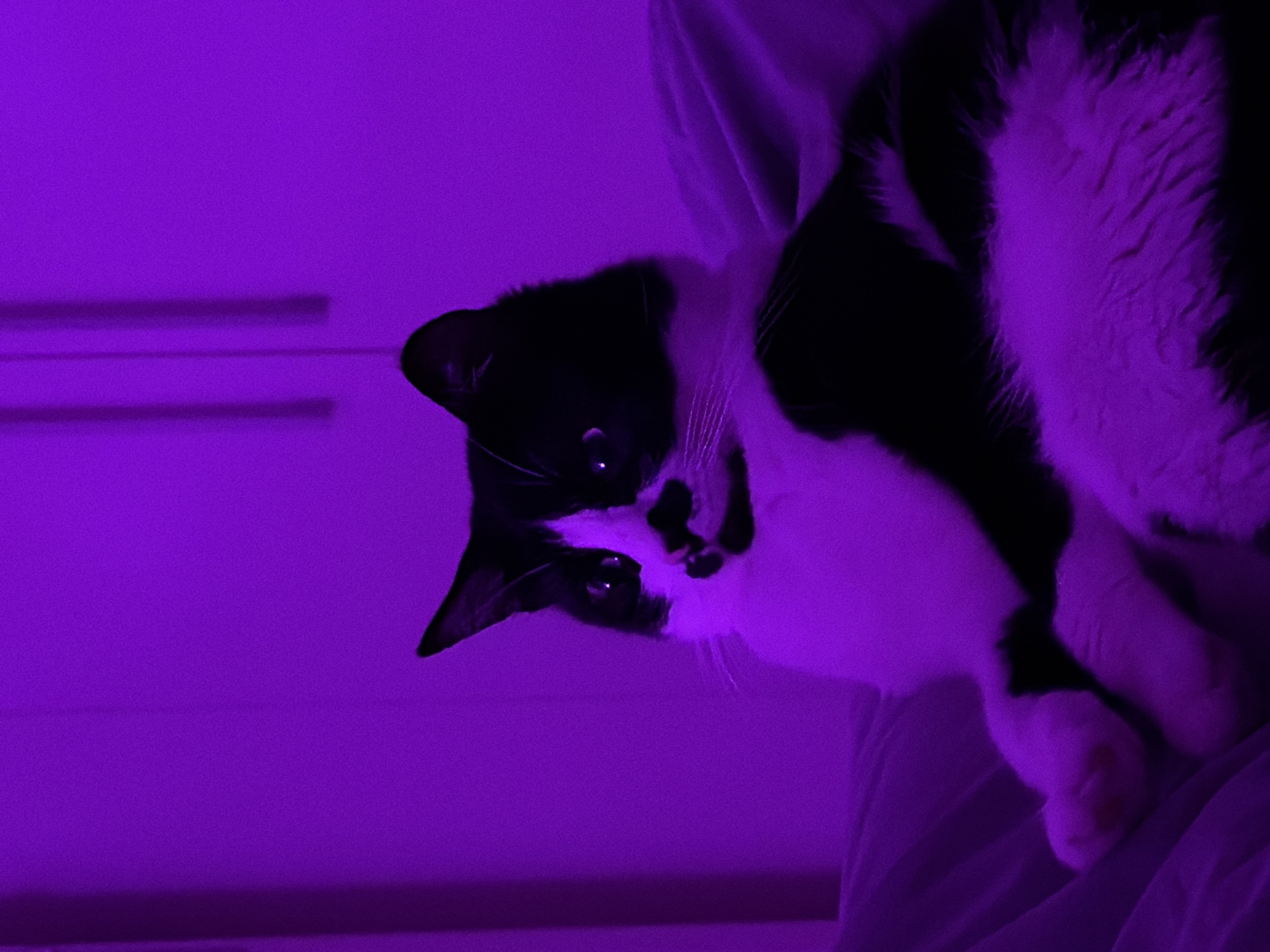 A black and white cat is lying on a white surface in a room illuminated by purple light. The cat's head is angled toward the left side of the frame, and its eyes are open and reflective. The cat's white paws are visible on the right side of the image. The background includes a white surface with horizontal indentations. There are no people visible in the image. The image gives no indication of Belgrade, Serbia.
