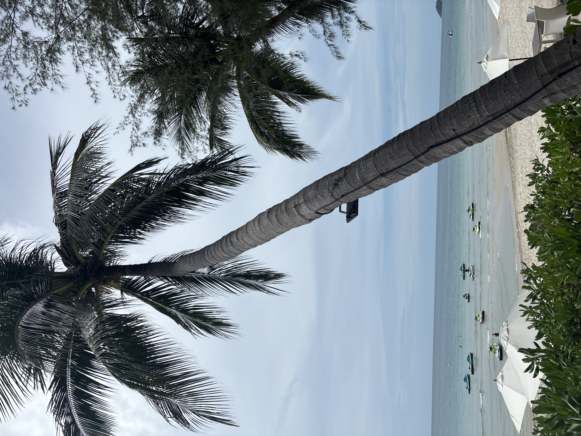 The image depicts a tropical beach scene at Baan Chaweng, Thailand. A large, leaning palm tree dominates the foreground, its trunk textured and its fronds casting shadows. In the background, the turquoise ocean meets a sandy beach. Several jet skis are scattered across the water, some with riders visible, suggesting recreational activity. White umbrellas and lounge chairs are set up on the beach, indicating a resort or public beach area. The sky is overcast, with diffused light, creating a soft, serene atmosphere. A small boat is visible in the distance on the horizon.