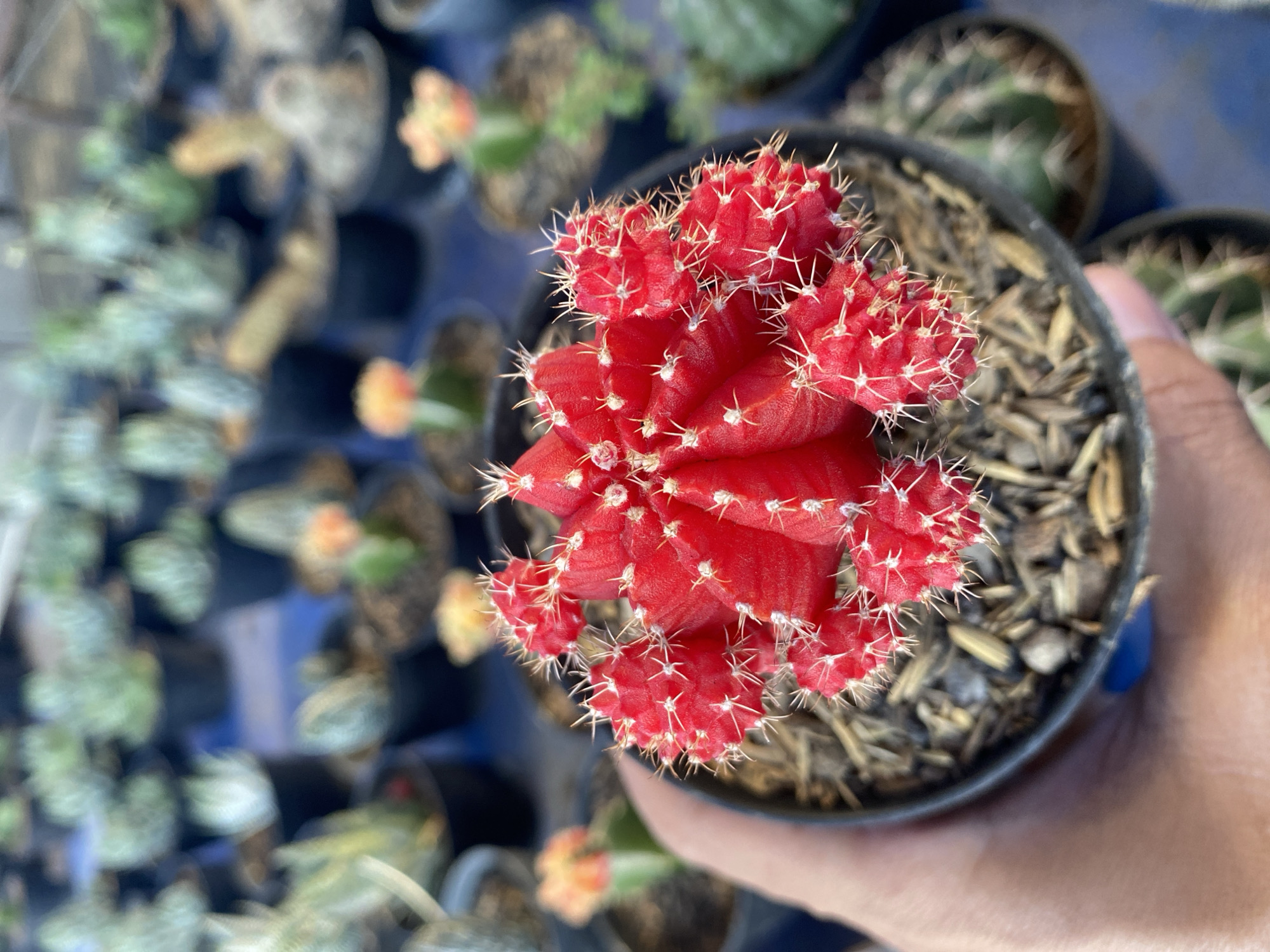 A person's hand, with a blue fingernail, is holding a small black pot containing a vibrant red cactus. The cactus has multiple pointed arms and is covered in small white spines. The pot is filled with a light brown, mulch-like substance. In the blurred background, a variety of other potted plants, mostly other types of cacti and succulents, are visible. The plants are arranged in rows on what appears to be a blue surface, possibly a table or tarp, suggesting an outdoor market or nursery setting. The lighting is natural and bright, indicating daytime. The specific location of Banjarejo, Indonesia, cannot be determined from the visual information in the image.