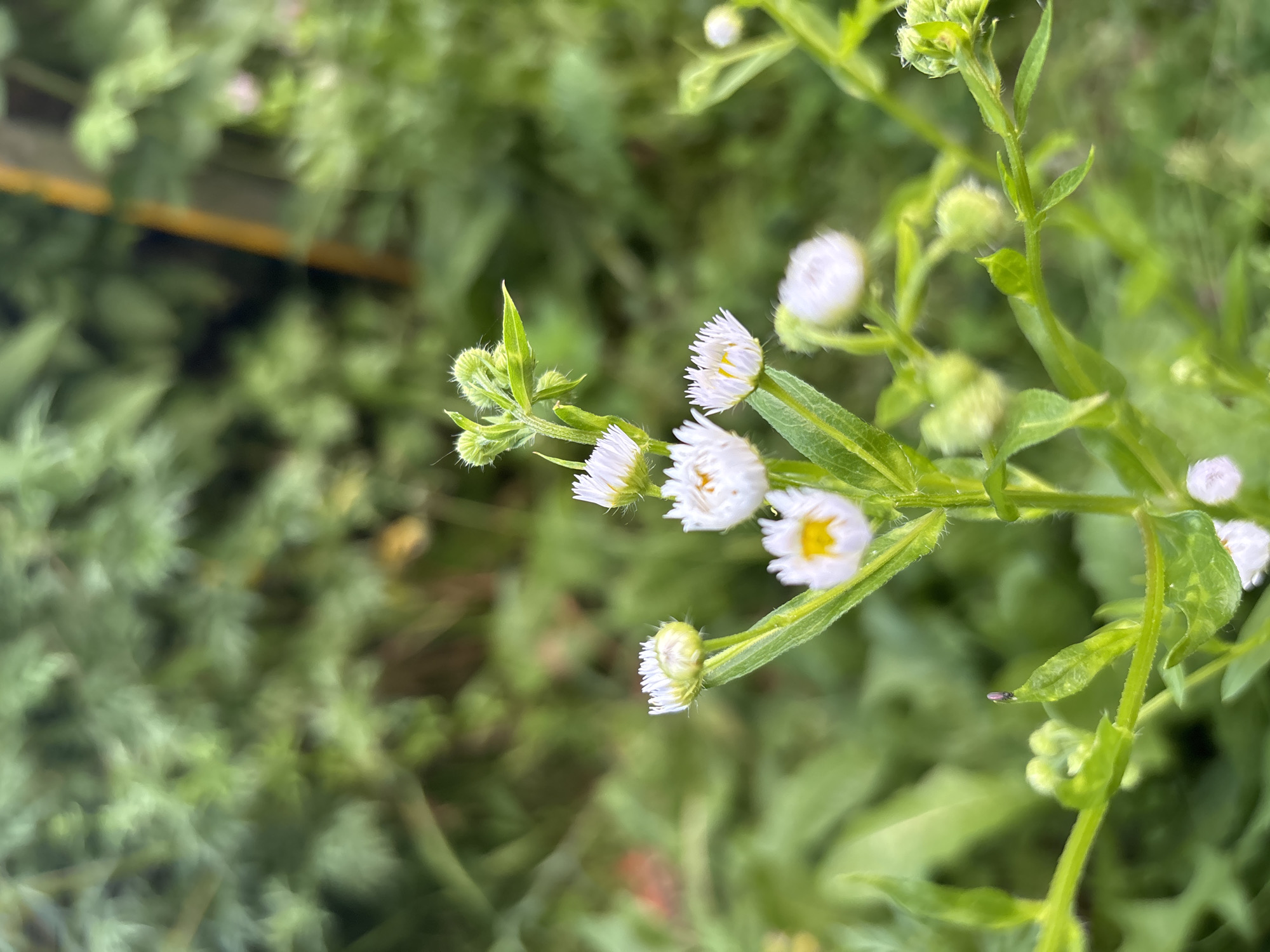 A close-up, eye-level shot focuses on a cluster of small white wildflowers with yellow centers. The flowers are in various stages of bloom, with some fully open and others still in bud. The plants have thin green stems and narrow leaves, and a few tiny white hairs are visible on the stems and buds. In the background, out-of-focus green foliage creates a soft, blurred backdrop, with a hint of a yellow vertical element, possibly a stake or thin branch, visible slightly to the right of the frame. A very small dark insect is perched on one of the green leaves in the lower-left quadrant of the image. The scene appears to be outdoors in a natural setting, likely a garden or wild area.