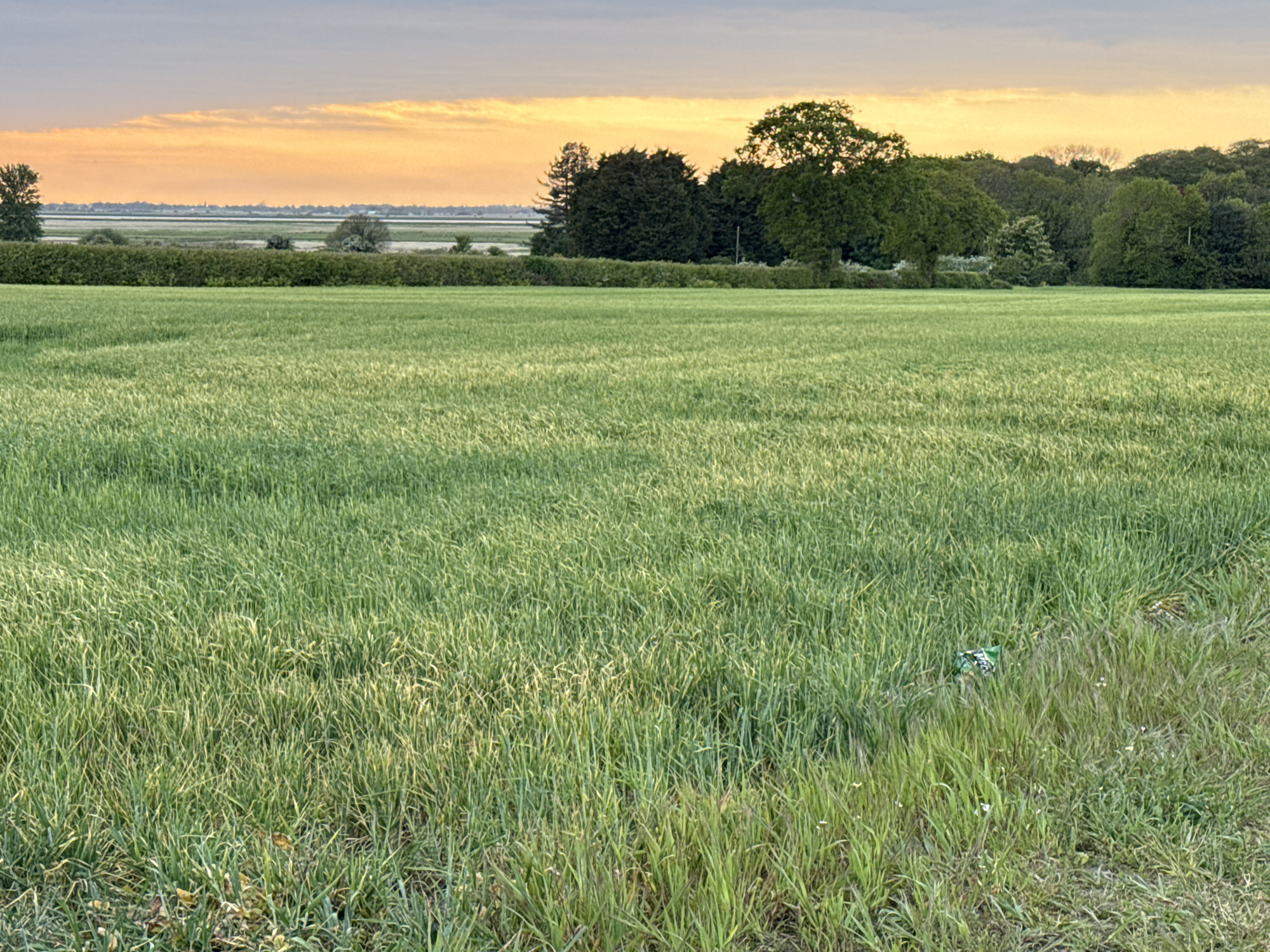 The image shows a grassy field in Great Yarmouth, United Kingdom, at sunset. The field, predominantly green, has areas of taller grass along the edges. A hedge and some trees form a line in the mid-ground, with the skyline visible in the distance under an orange-tinged sky. There is litter in the grass in the foreground on the right side. There are no people present in the image.