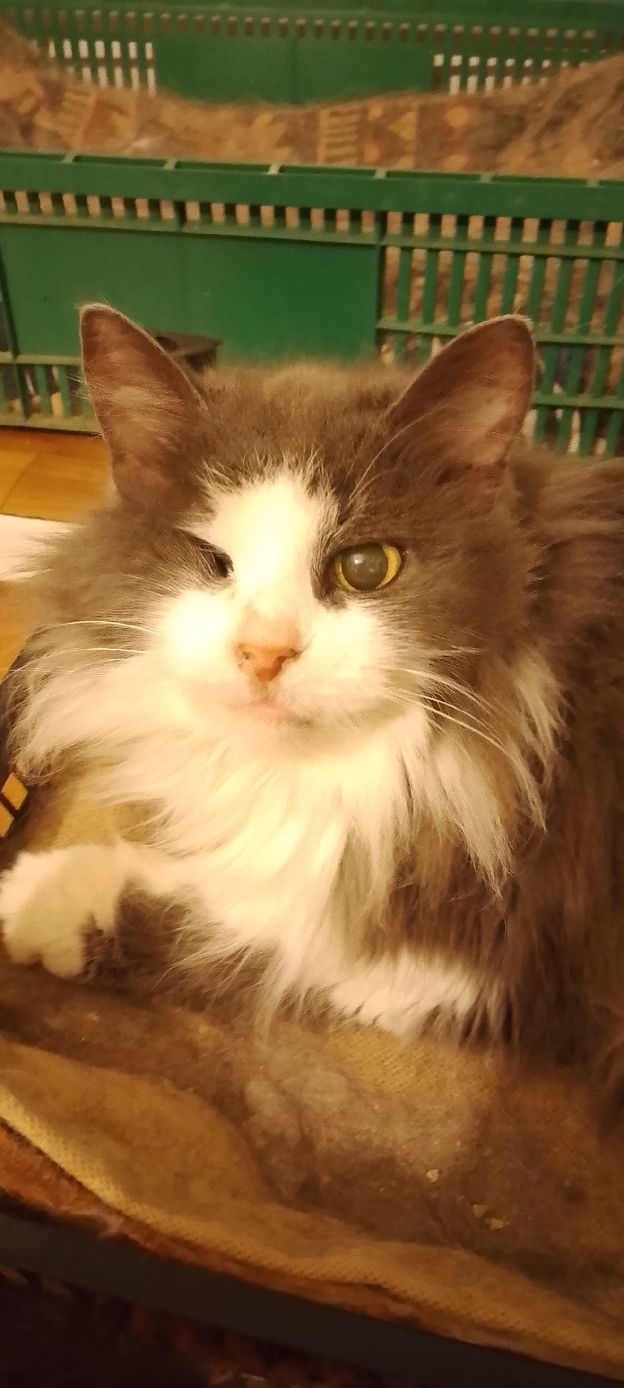 In an indoor setting, a long-haired cat with grey and white fur is positioned in the foreground, resting on a textured, brown surface. The cat is facing forward, with its left eye closed and its right eye open, appearing to have a cataract. Its fur is fluffy, particularly around its neck and chest. Behind the cat, a green plastic crate with a slatted design is visible, containing hay or straw. The background also shows wooden flooring and what appears to be a piece of furniture. The lighting is warm, suggesting an indoor artificial light source. The scene is static, with no discernable activity or interaction taking place.