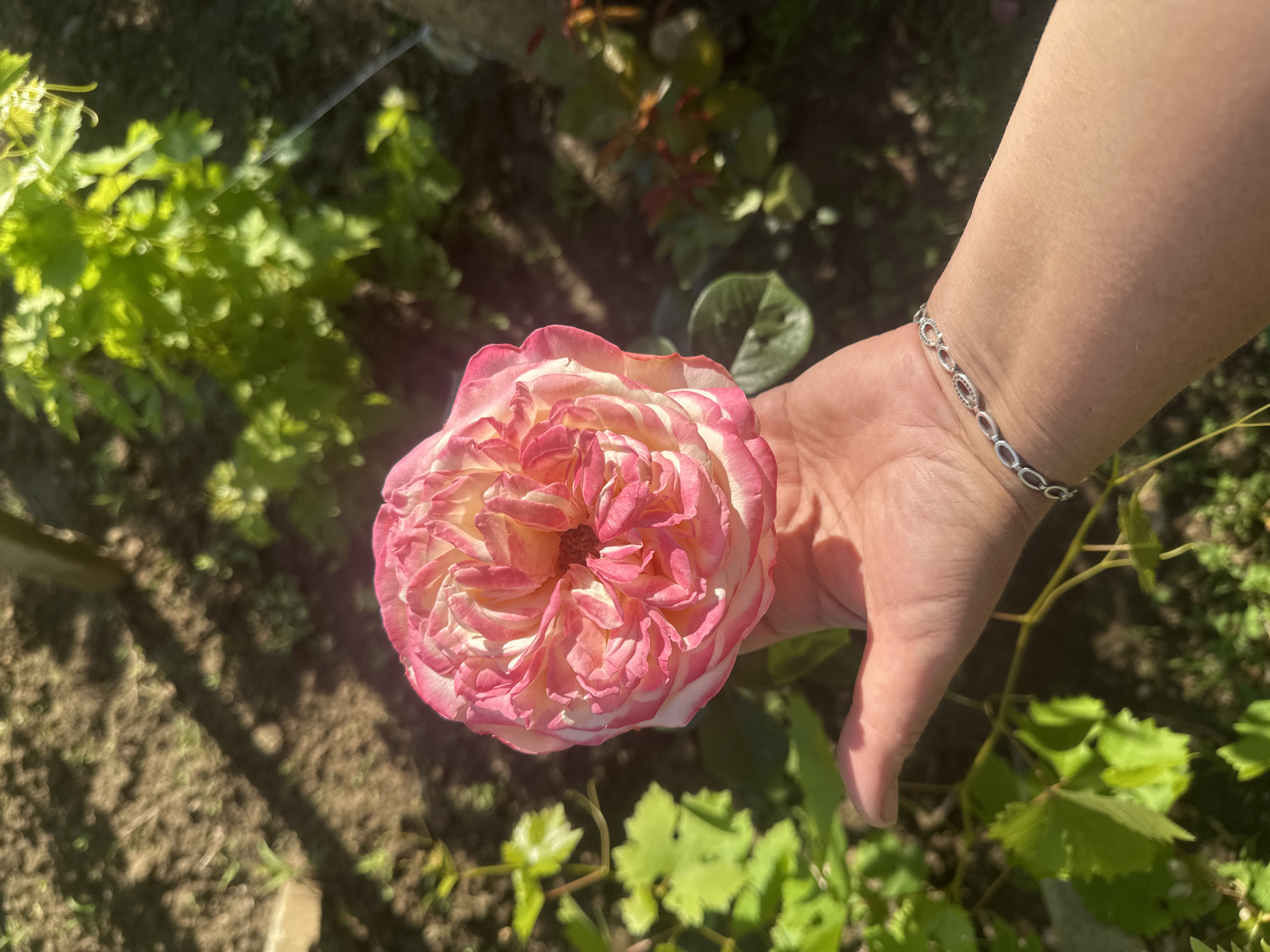 A close-up, high-angle photograph captures a person's hand gently cradling a vibrant pink and white rose in an outdoor garden setting in Rogozen, Bulgaria. The rose, in full bloom, exhibits numerous soft, layered petals that transition from a delicate pink at the edges to a lighter, creamy white and then back to deeper pink hues towards its dense center.
The hand, with fair skin, extends from the right side of the frame, supporting the base of the rose. A silver chain bracelet, featuring interconnected oval links with small decorative elements, adorns the wrist. Bright sunlight casts distinct shadows on the hand and the ground below.
The background reveals a verdant garden environment, slightly out of focus. Green foliage, possibly grapevines and other plants, fills much of the frame behind the main subjects. Patches of dark, earthy soil are visible, suggesting a cultivated area. The strong, direct sunlight indicates a clear day, likely late morning or early afternoon, emphasizing the textures and colors of the rose and surrounding nature. There is no visible text in the image.