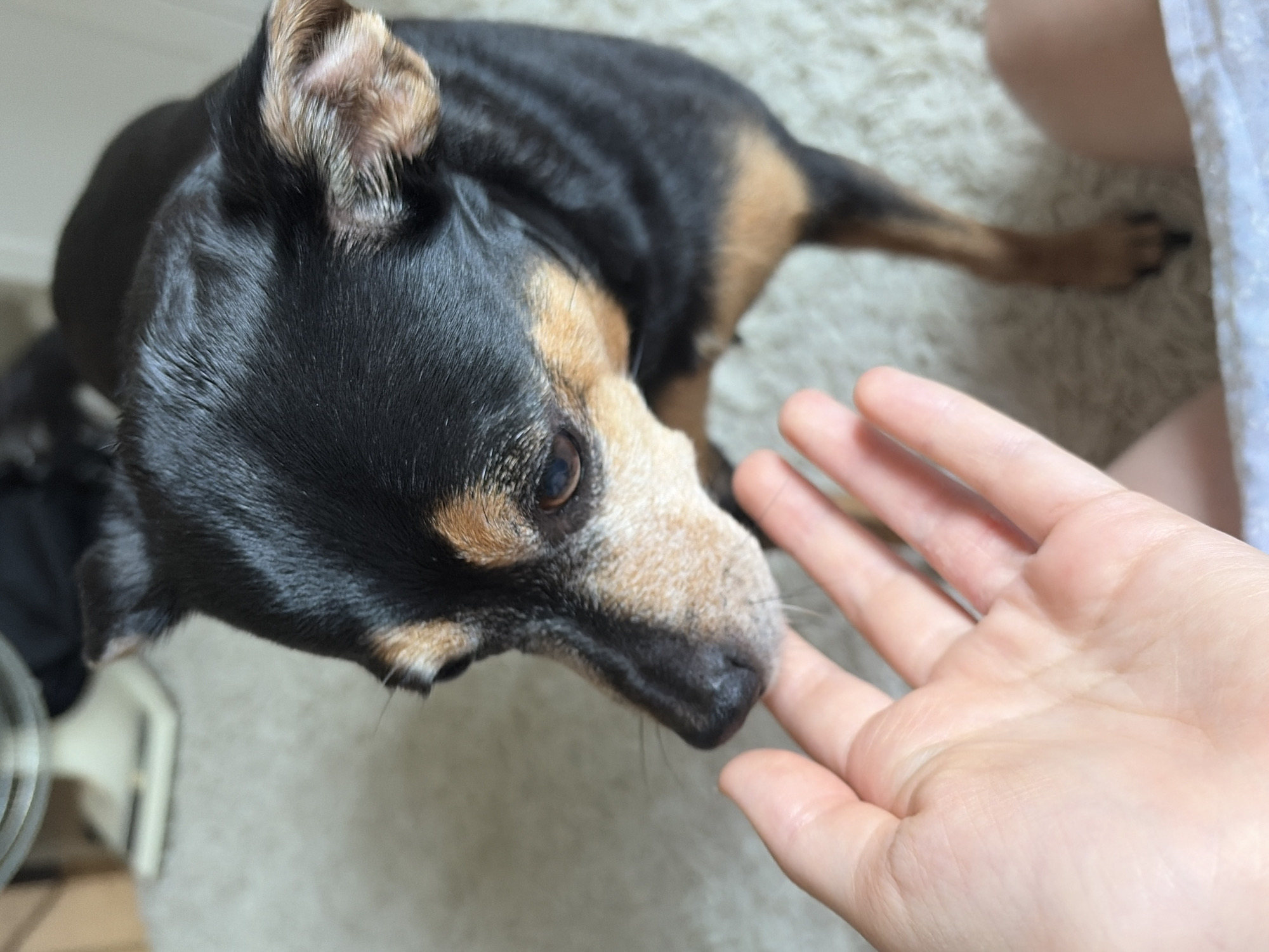 A close-up, high-angle shot shows a small black and tan dog, likely a Miniature Pinscher or similar breed, interacting with a human hand. The dog is in the foreground, with its head turned towards the left side of the frame, sniffing at an outstretched finger. The dog has dark fur with tan markings above its eyes, on its muzzle, and on its chest. Its eyes are dark brown. The human hand is in the lower left portion of the frame, with the palm facing upwards and the fingers slightly curled. The background consists of a light-colored, textured carpet and a blurred object that appears to be a white fan, possibly in an indoor setting. The lighting is soft and natural. There is no indication of the location being in Chelyabinsk, Russia, or any other specific geographical location.