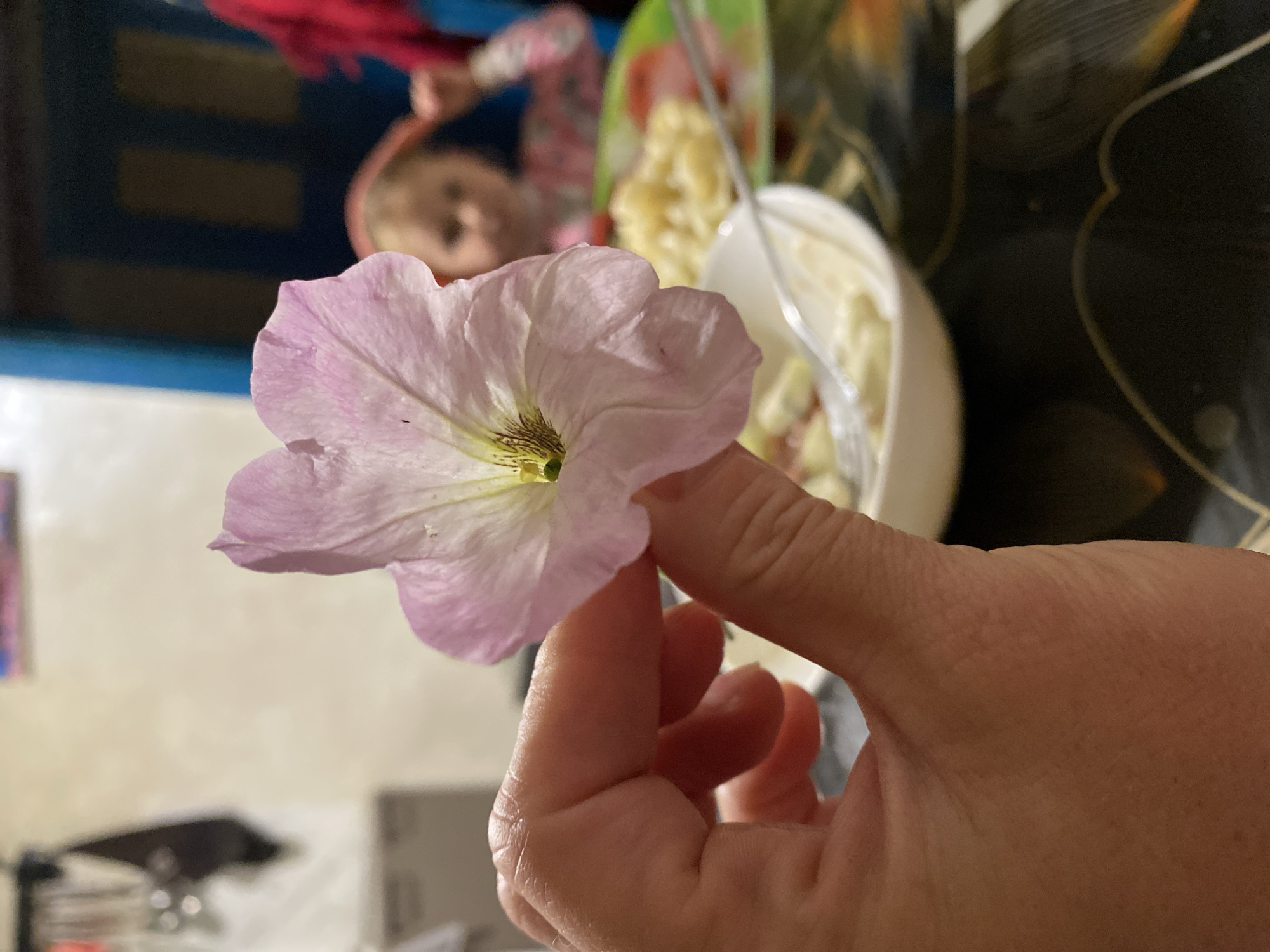 In the foreground of the image, a delicate, pale pink petunia is held between a person's thumb and forefinger, its petals slightly unfurling. The flower is the primary subject, with its intricate veins and subtle coloration sharply in focus. The hand holding the flower is also detailed, showing the texture of the skin.
In the blurred background, there are suggestions of a domestic scene. To the right, a white bowl filled with what appears to be a creamy food, possibly a salad or dessert, is visible, with a plastic fork resting in it. Behind the bowl, a colorful, possibly plastic plate with some food items can be discerned. Further back, a child is partially visible, lying down or sitting, with a child's hand reaching out, blurred by the shallow depth of field. The child is wearing a pink and white patterned garment. The overall setting seems to be indoors, possibly a kitchen or dining area, with neutral-toned walls and some furniture elements visible in the far background, including what might be a shelf or cabinet with dark rectangular shapes. The lighting suggests it could be daytime, but the artificial lighting in the interior is also contributing to the illumination. There is no visible text in the image. The scene evokes a sense of casual domestic life, perhaps a moment of respite or observation.