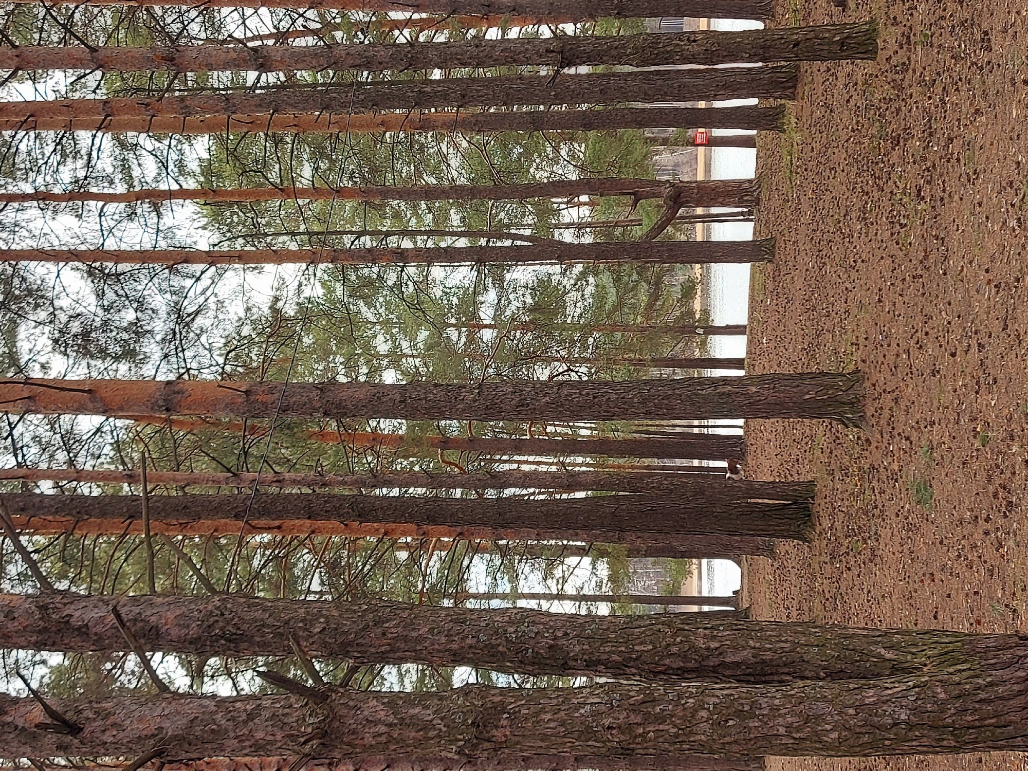 The image shows a forest scene in what is likely the city of Chaikovsky, Russia. The view is through a line of tall pine trees with reddish-brown bark. The trees are densely packed together. Through the trees, in the distance, is a body of water and some buildings or structures are visible. The ground appears to be covered in fallen pine needles and other forest debris. The overall impression is one of looking through a managed forest towards the water.